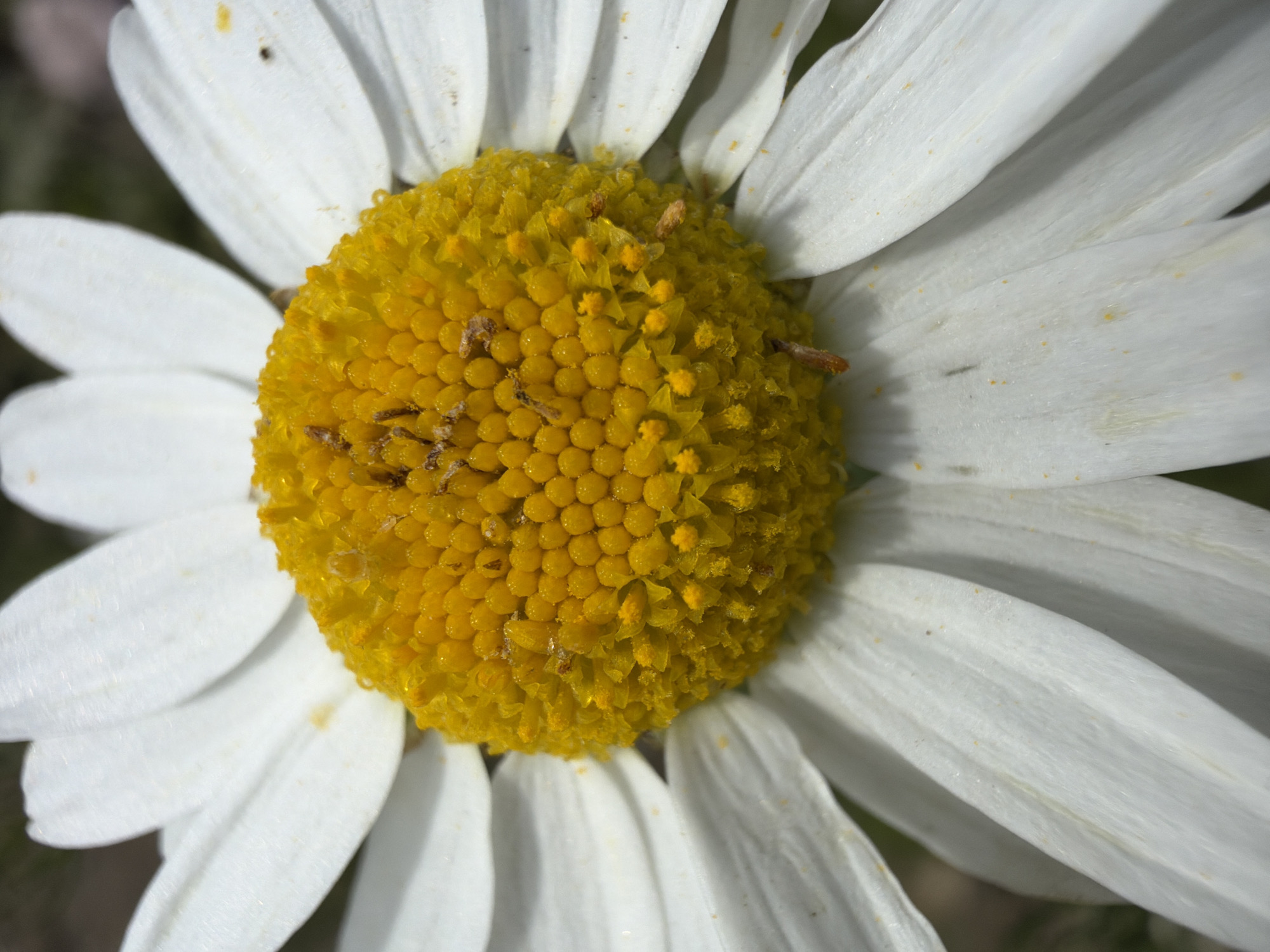 A close-up macro photograph showcases the center of a daisy. The central disk is a vibrant yellow, composed of numerous small, tightly packed florets. Scattered among these florets are tiny brown specks, possibly pollen or debris. Surrounding the yellow center are the daisy's white ray florets, which appear delicate and slightly translucent. Some of these petals show faint yellow speckles. The petals are curved and overlap each other, creating a sense of depth and texture. The background is softly blurred and appears to be a mix of green and brown, suggesting an outdoor setting, possibly a garden or meadow. The lighting is bright, highlighting the details of the flower and creating a slightly glossy sheen on the petals. No text is visible in the image. The overall impression is one of natural beauty and intricate detail.