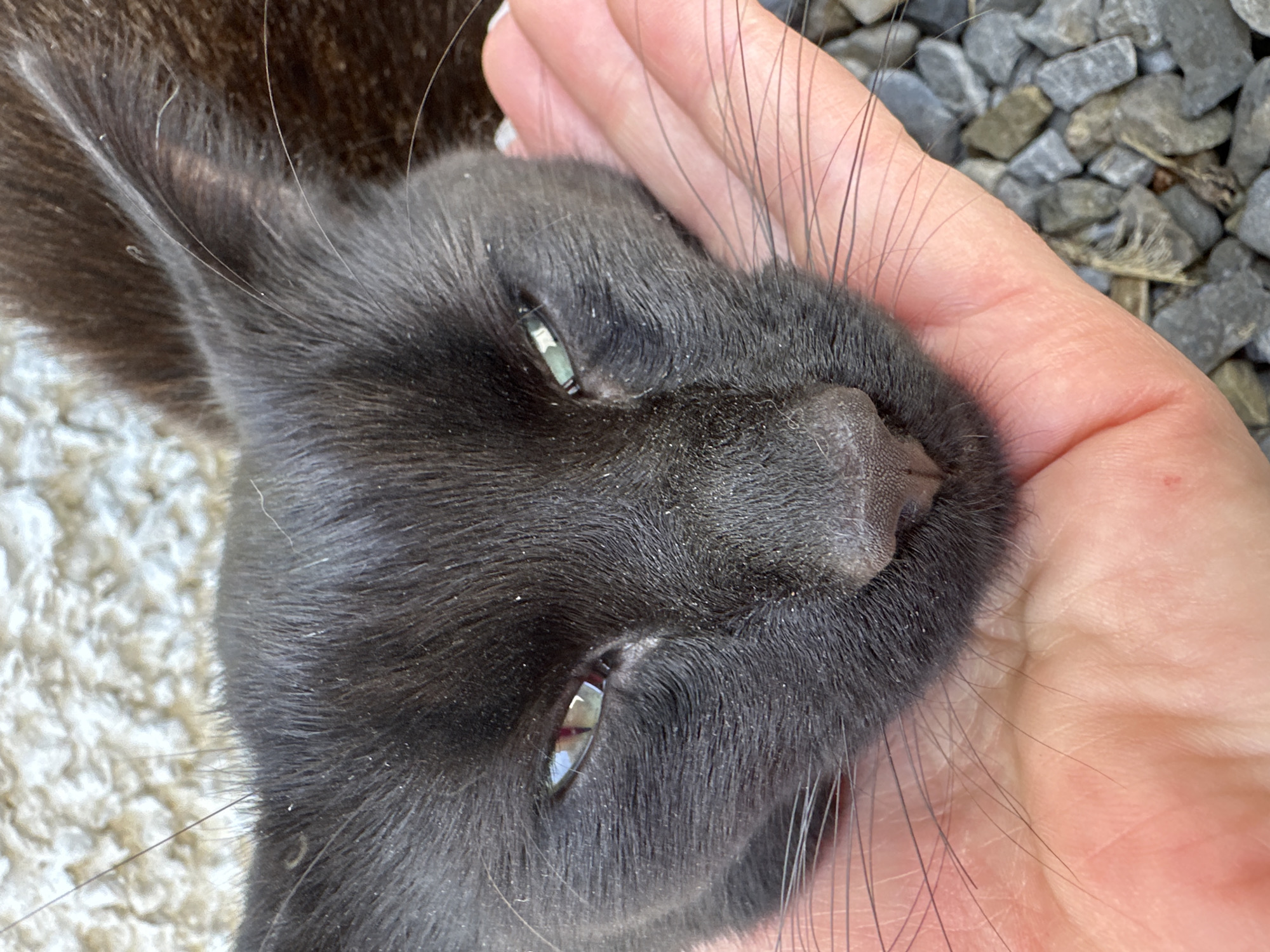 A black cat is resting its head on a person's hand. The cat's eyes are partially closed and it has green irises. The person's hand is pale pink and has visible lines on the palm. The background consists of small grey stones. The scene appears to be outdoors. There is no indication of the specific location in Moortown, Ireland.