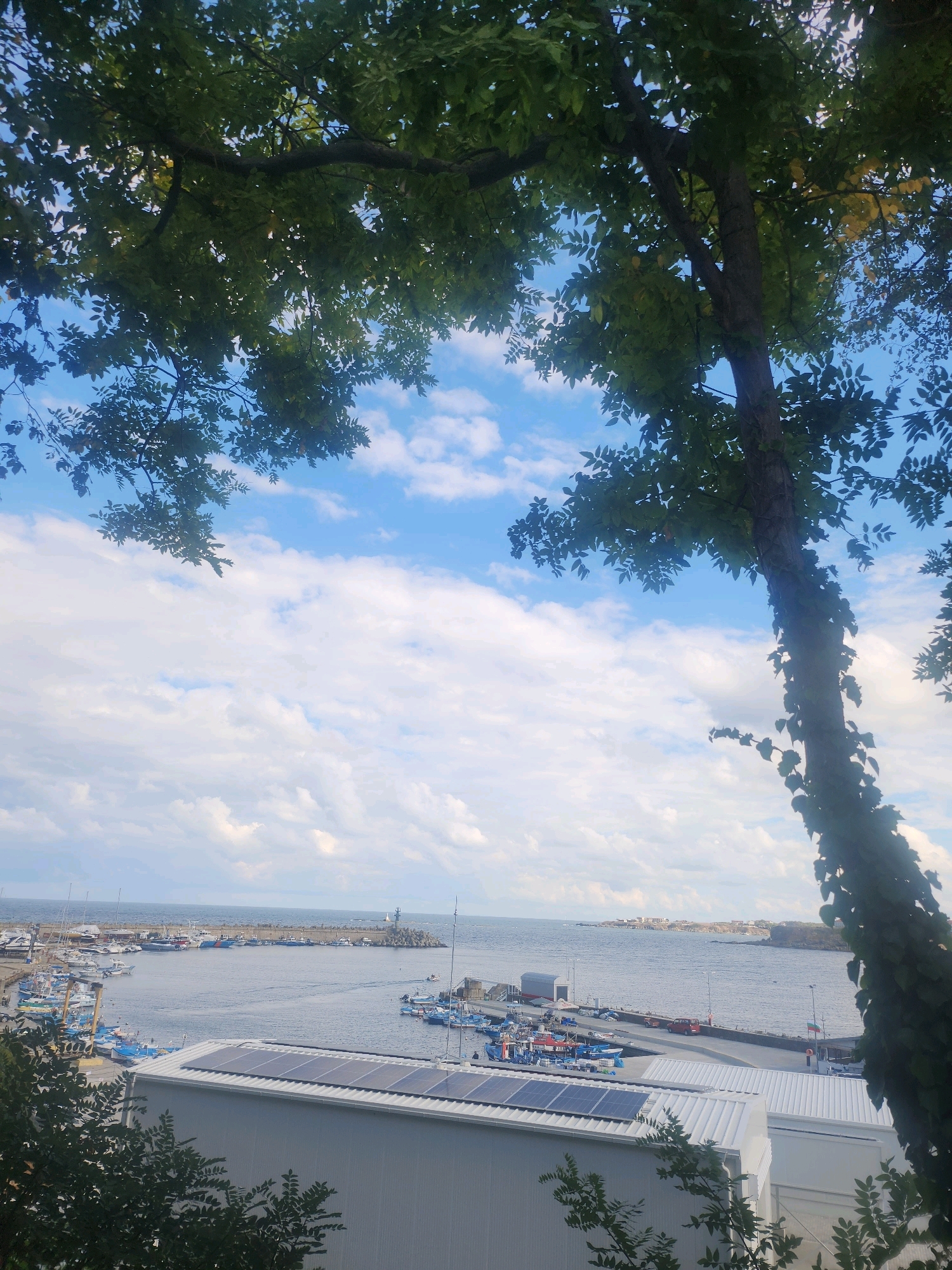 The image depicts a coastal scene in Tsarevo, Bulgaria, likely during daytime with a bright, cloudy sky. In the foreground, a large tree with dense green foliage partially obscures the view. Below the tree, a modern building with a white, corrugated roof topped with solar panels is visible. Beyond this building lies a harbor filled with numerous boats, including fishing vessels and yachts. The harbor extends to the sea, where a long breakwater with a lighthouse at its end is prominent. In the distance, the coastline of Tsarevo, with its characteristic buildings and structures, can be seen. The overall impression is one of a functional port area adjacent to a town, viewed through the natural frame of a tree. There are no people or animals clearly discernible in the image.