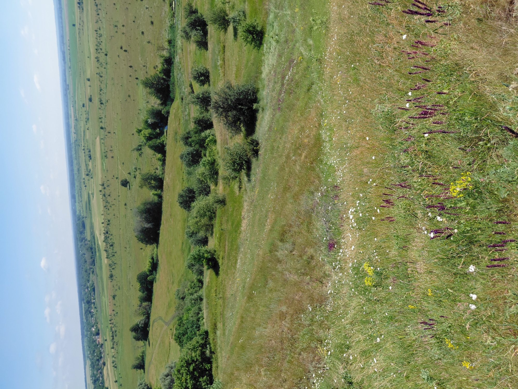 This is a high-angle, full shot of a green, hilly landscape under a clear blue sky with scattered clouds. In the foreground, a grassy slope is covered with wildflowers, predominantly small white and yellow blossoms, with clusters of purple flowers interspersed. As the slope descends, it transitions into a wider valley filled with lush green fields, dotted with trees and patches of darker green vegetation. A winding dirt path is visible on the left side of the valley. In the distance, a small village with houses and trees can be seen, nestled amongst the fields. The horizon is marked by a line of trees and a faint, hazy mountain range. The overall scene depicts a rural, natural environment, likely in Ustyvytsia, Ukraine, on a sunny day. There are no people or animals present in the image.