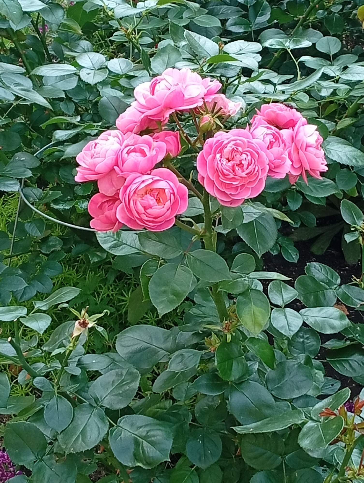A close-up, vertical shot captures a cluster of vibrant pink roses in full bloom against a backdrop of dark green foliage. The roses, with their layered petals, are the central focus, some partially obscuring others. The leaves of the rose bush are lush and varied in size, creating a dense visual texture. In the lower left quadrant, a withered rose head and some emerging buds suggest the ongoing cycle of growth and decay. The lighting appears natural, highlighting the rich colors of the flowers and leaves. The scene is characteristic of a well-maintained garden or park, and could be located in Minsk, Belarus, perhaps in a botanical garden or a residential area with abundant greenery.