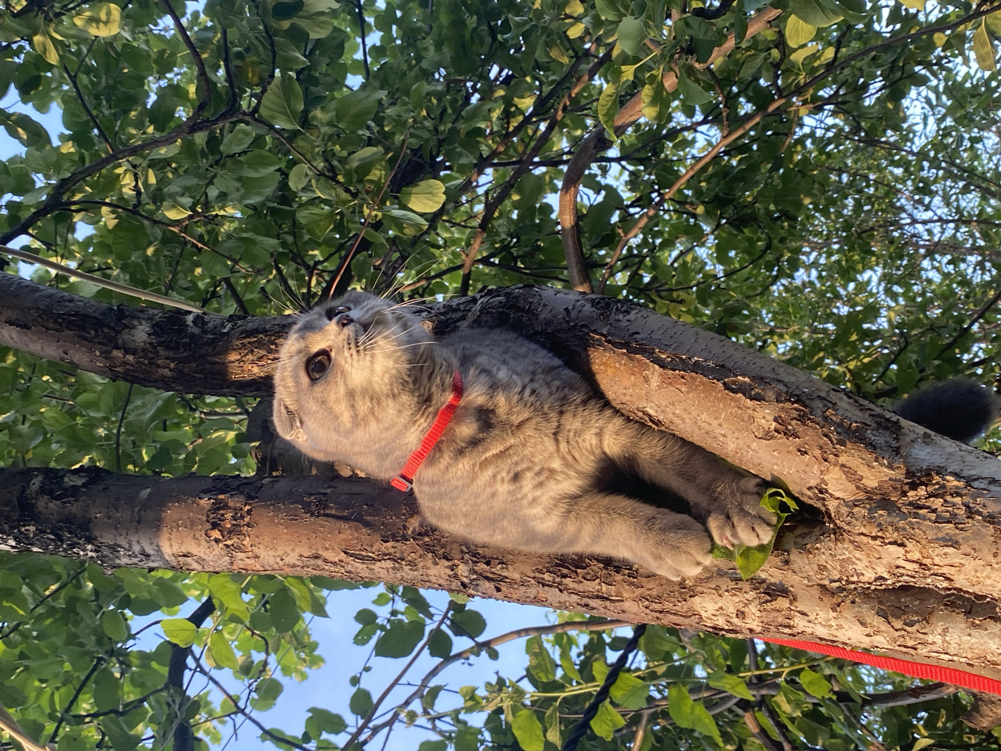 In Votkinsk, Russia, a Scottish Fold cat with grey tabby fur and folded ears sits on a tree trunk, looking to the right. It wears a red collar and a red leash is visible on the left side of the frame. The cat's paws are resting on a green leaf. The tree is surrounded by lush green foliage and a blue sky is visible through the branches. The lighting suggests it is daytime, likely late afternoon due to the warm tones on the tree bark.