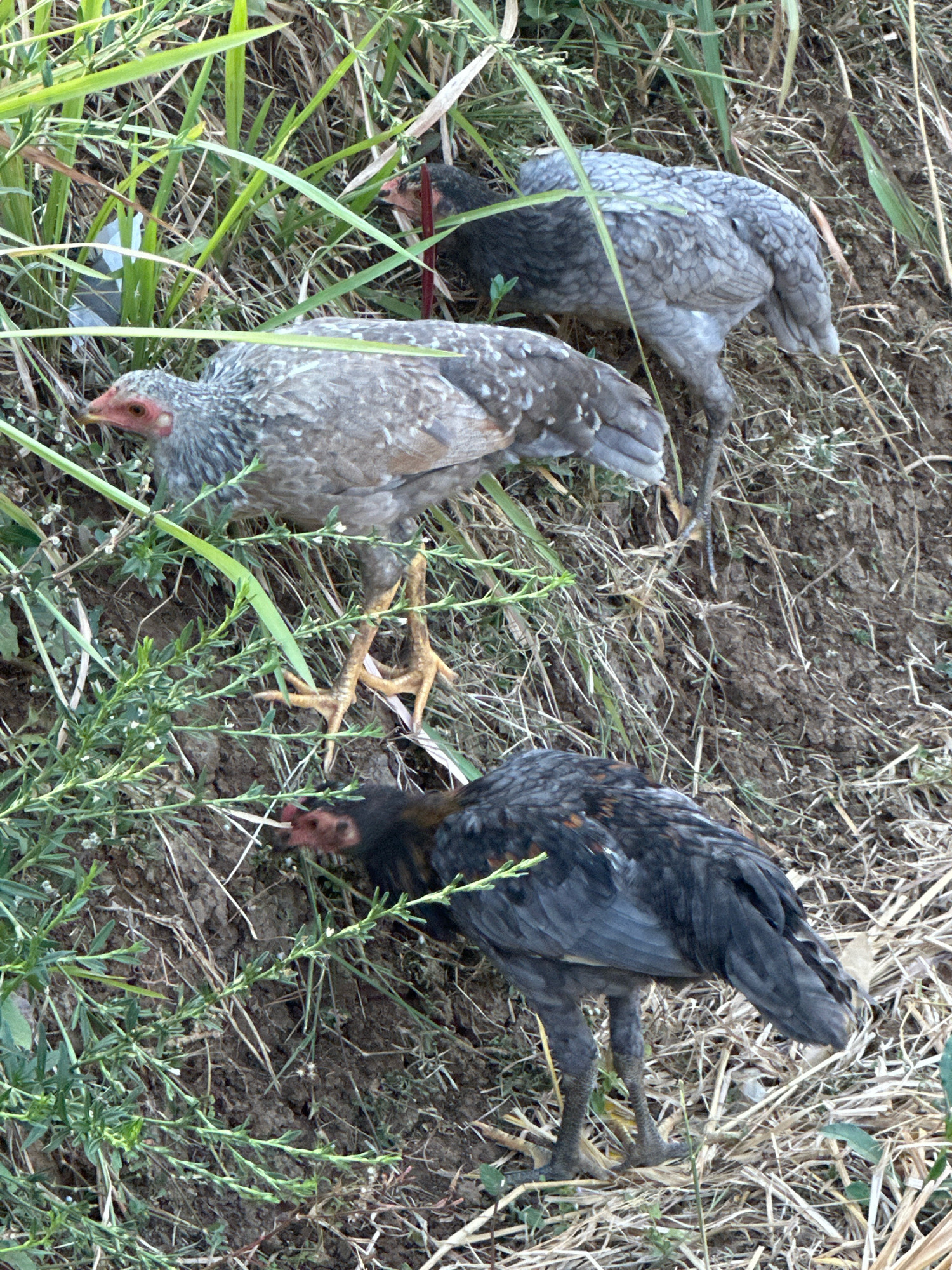 In Margamulya, Indonesia, three chickens are partially obscured by dense green vegetation and dry grasses on a dirt embankment. The chicken in the foreground is dark gray and black, facing left and pecking at the ground. Behind it and to the left, a lighter gray chicken with red markings on its face is also facing left, its body angled slightly away from the viewer. In the background, another dark gray chicken is partially visible, facing left with its head down. The terrain is uneven and appears dry, with scattered leaves and small plants.