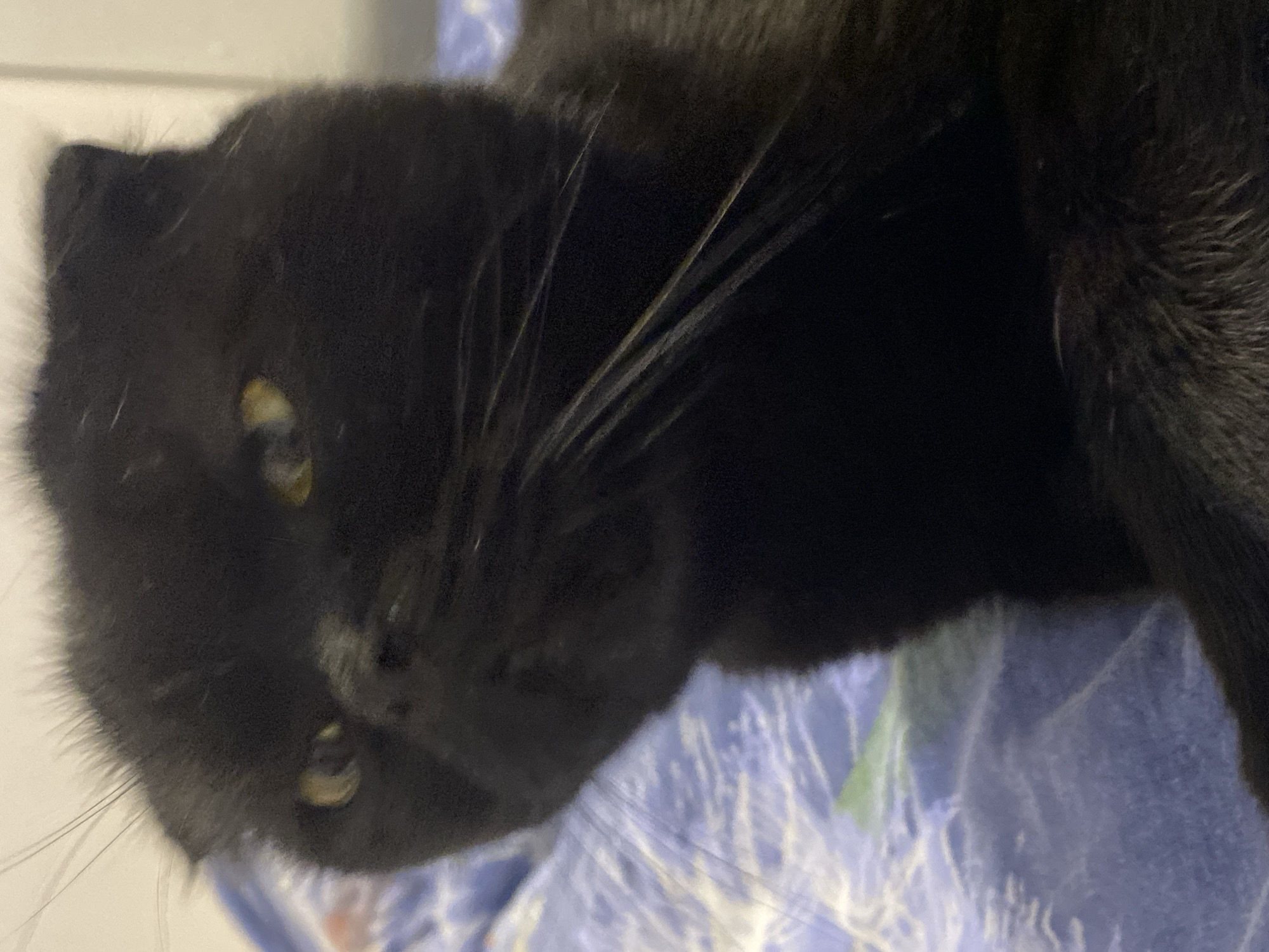 The media file shows a close-up, overhead shot of a black cat. The cat's face is tilted, with its eyes visible and looking towards the viewer. Its fur is predominantly black, with some lighter-colored whiskers. The background is blurred but appears to be a soft, patterned surface, possibly a blanket or bedding, with hints of blue and white. The lighting is dim, suggesting an indoor setting, possibly at night or in a dimly lit room. There are no people, visible text, or specific location cues. The overall impression is of a domestic pet in a relaxed or curious posture.