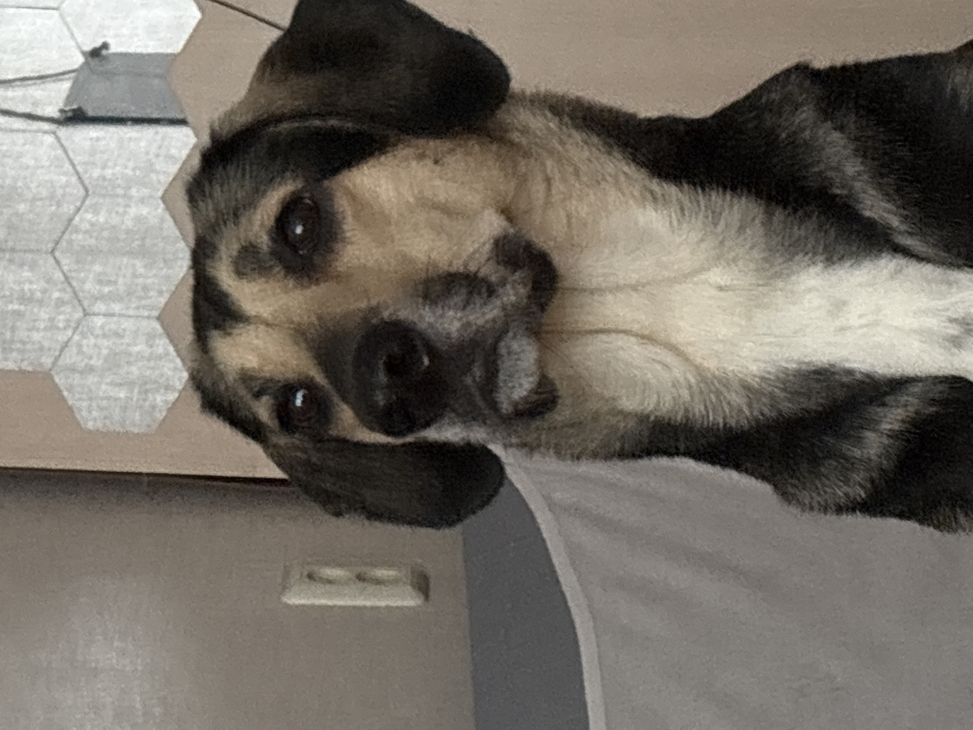 The image is a medium close-up of a dog's face. The dog has brown and black fur with a white chest. Its ears are long and floppy. The dog is looking slightly off to the left with its mouth slightly open. The background is out of focus and appears to be an indoor setting with a tiled wall and a light-colored surface. There is no indication of Saint Petersburg, Russia, or any specific location.