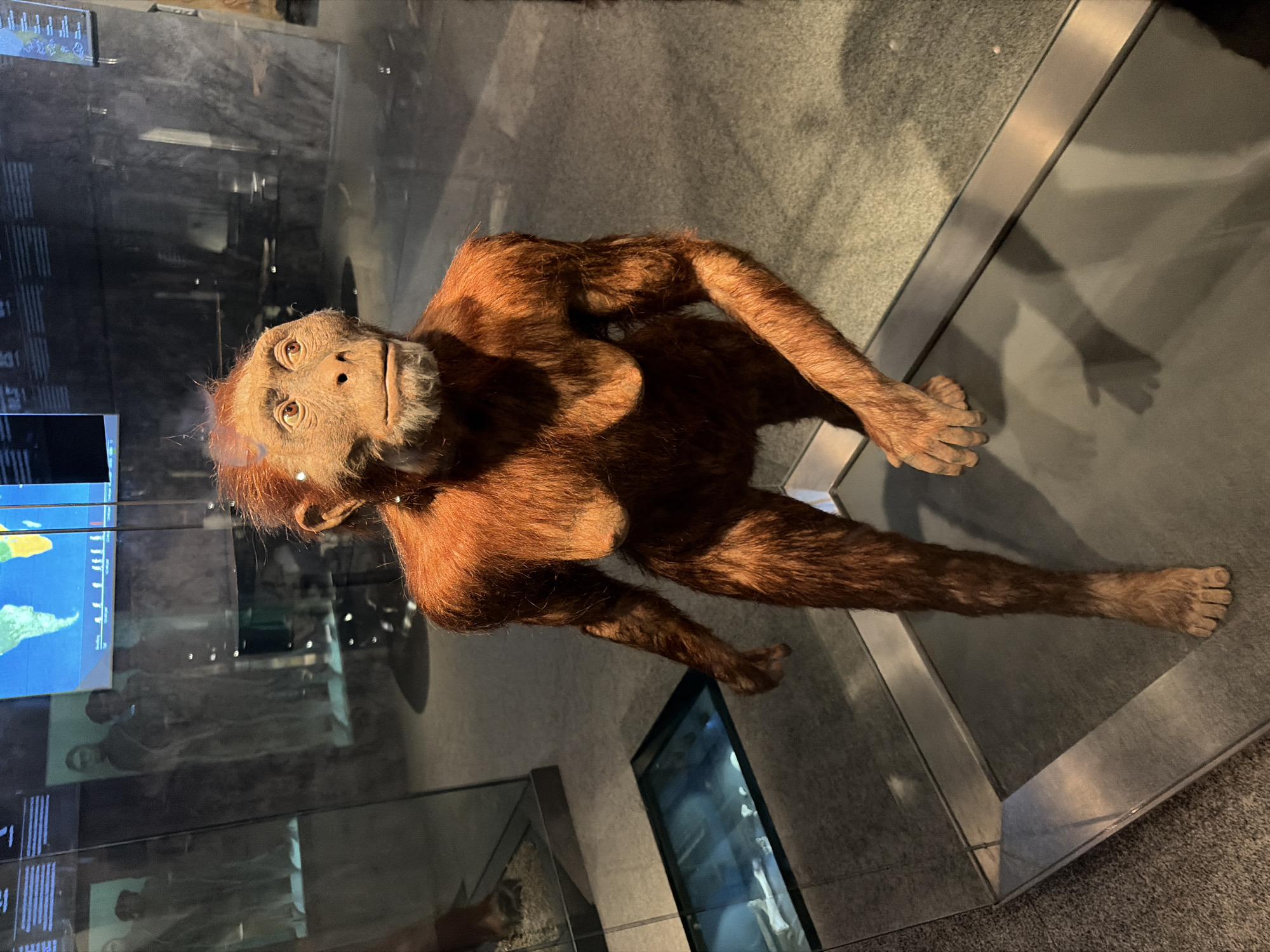 This is a full-body photograph of a hominid fossil display in a museum. The display is enclosed in glass, with a light-colored carpet on the floor. The hominid is a full-body replica, depicted in an upright stance, with reddish-brown fur covering its body. Its arms are extended forward, and its left leg is slightly bent. In the background, there are informational displays, including a map on a screen and other fossil replicas behind glass. The lighting is somewhat dim, with spotlights illuminating the hominid display. The image appears to have been taken in the Naturalis Biodiversity Center in The Hague, Netherlands, as it is known to house such exhibits.