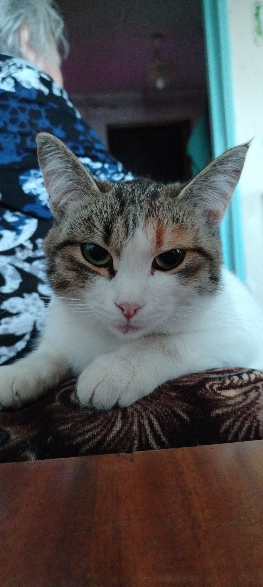 The image depicts a close-up of a cat with white fur and gray tabby markings on its head and ears. It has green eyes and a pink nose. The cat is resting its paws on a brown, patterned surface that appears to be a cushion or piece of furniture. In the background, a person with gray hair is partially visible, wearing a blue and black patterned top. A turquoise-colored door frame is also visible in the background. There is no information available to determine if the image was taken in the city of Зипуново, Russia.