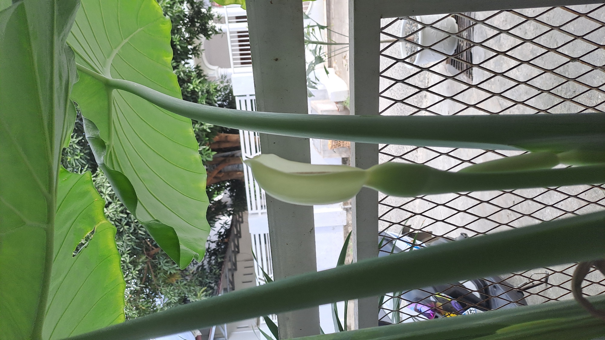 An outdoor scene in Pulokiton, Indonesia features a close-up of a flowering plant with large green leaves, a pale green spathe, and a visible spadix. The plant is partially obscured by a metal fence with a diamond pattern. In the background, a white building with a porch and white railings is visible, along with trees and vegetation. The ground appears to be concrete. A motorcycle is partially visible behind the fence on the left side of the image.