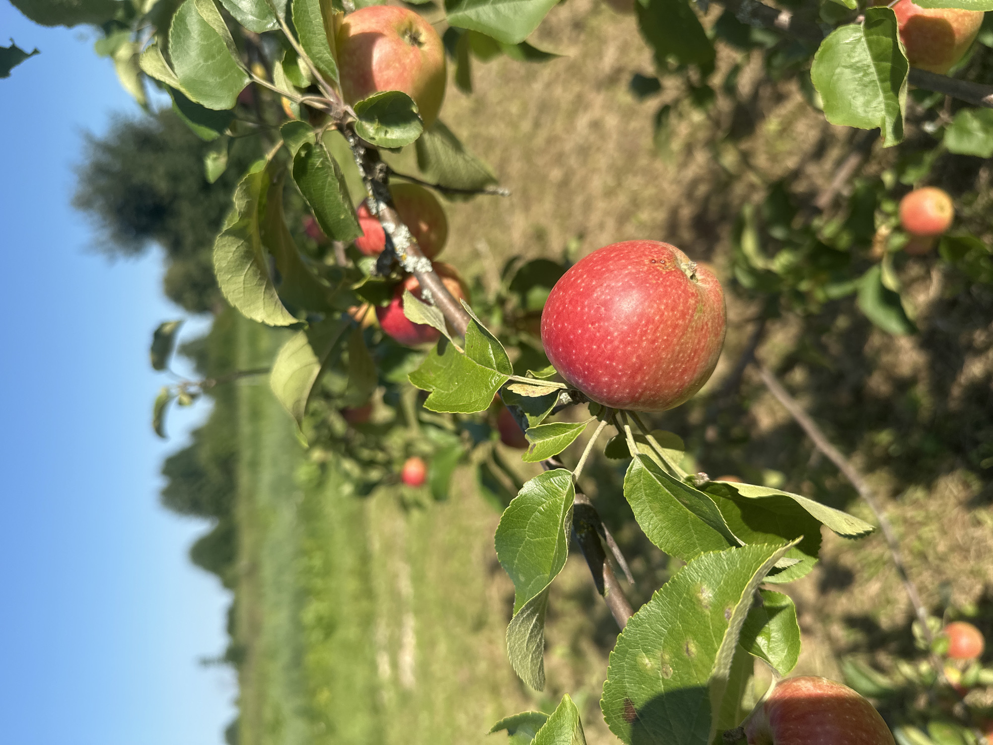 An apple tree branch laden with ripe red apples is captured in sharp focus in the foreground. The apples are round and red, with some showing hints of green and yellow. Lush green leaves surround the fruit, some with slight imperfections. The branch is a dark brown, typical of an apple tree. In the background, the scene is softly blurred, revealing a field of green grass under a clear blue sky. The overall impression is that of an orchard on a bright, sunny day. There are no people visible in the image. The location is Turovo, Russia.