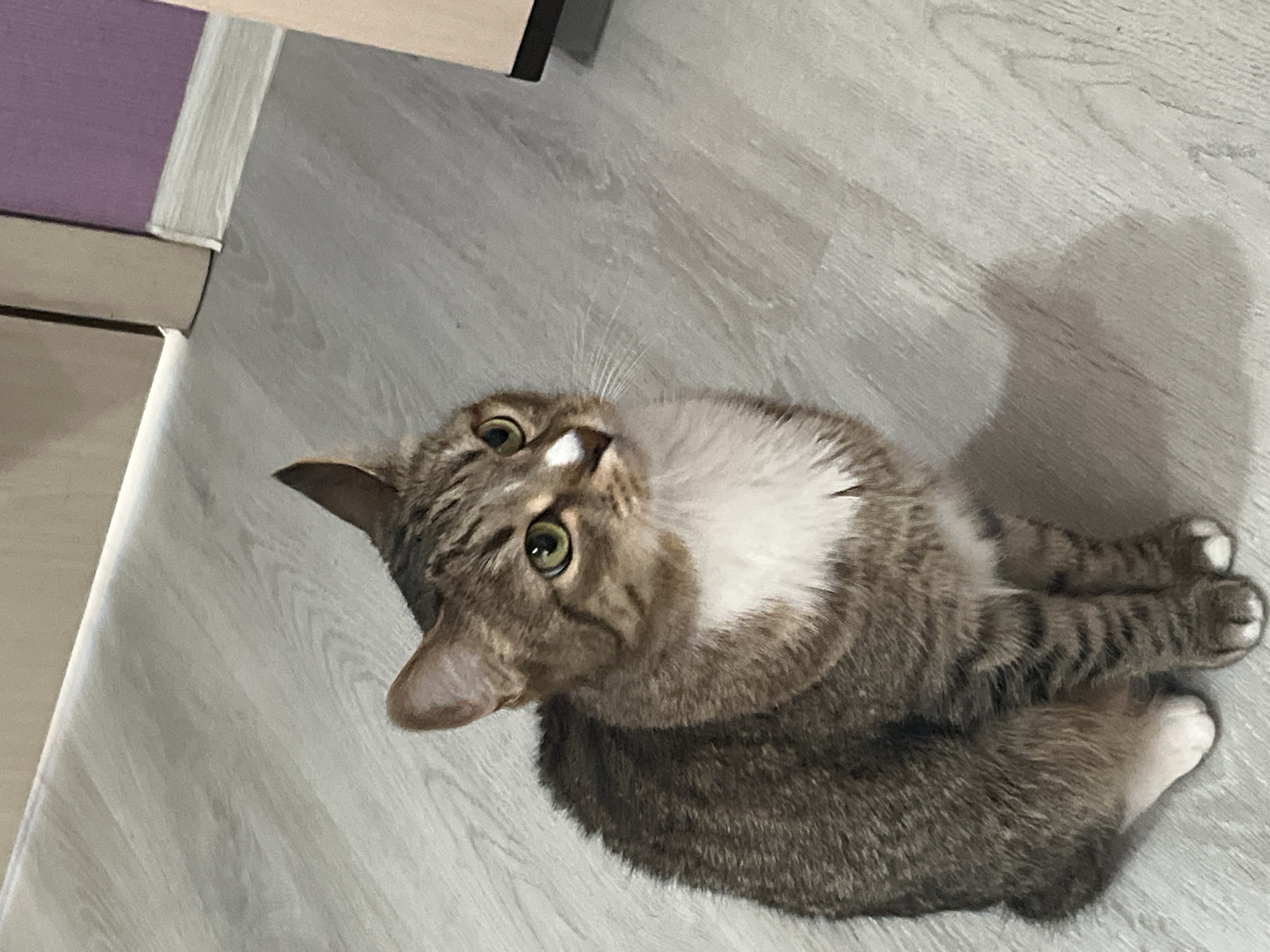 A tabby cat with green eyes, a white chest, and a white spot on its nose sits on a light-colored wooden floor. The cat is facing the right side of the frame, with its head slightly tilted upwards. Behind the cat, there is a wall that transitions from a light beige to purple. A light-colored doorframe is visible on the left. The floor exhibits a wood grain pattern. The image was taken indoors. The specific location within Izhevsk, Russia, cannot be determined from the image itself.