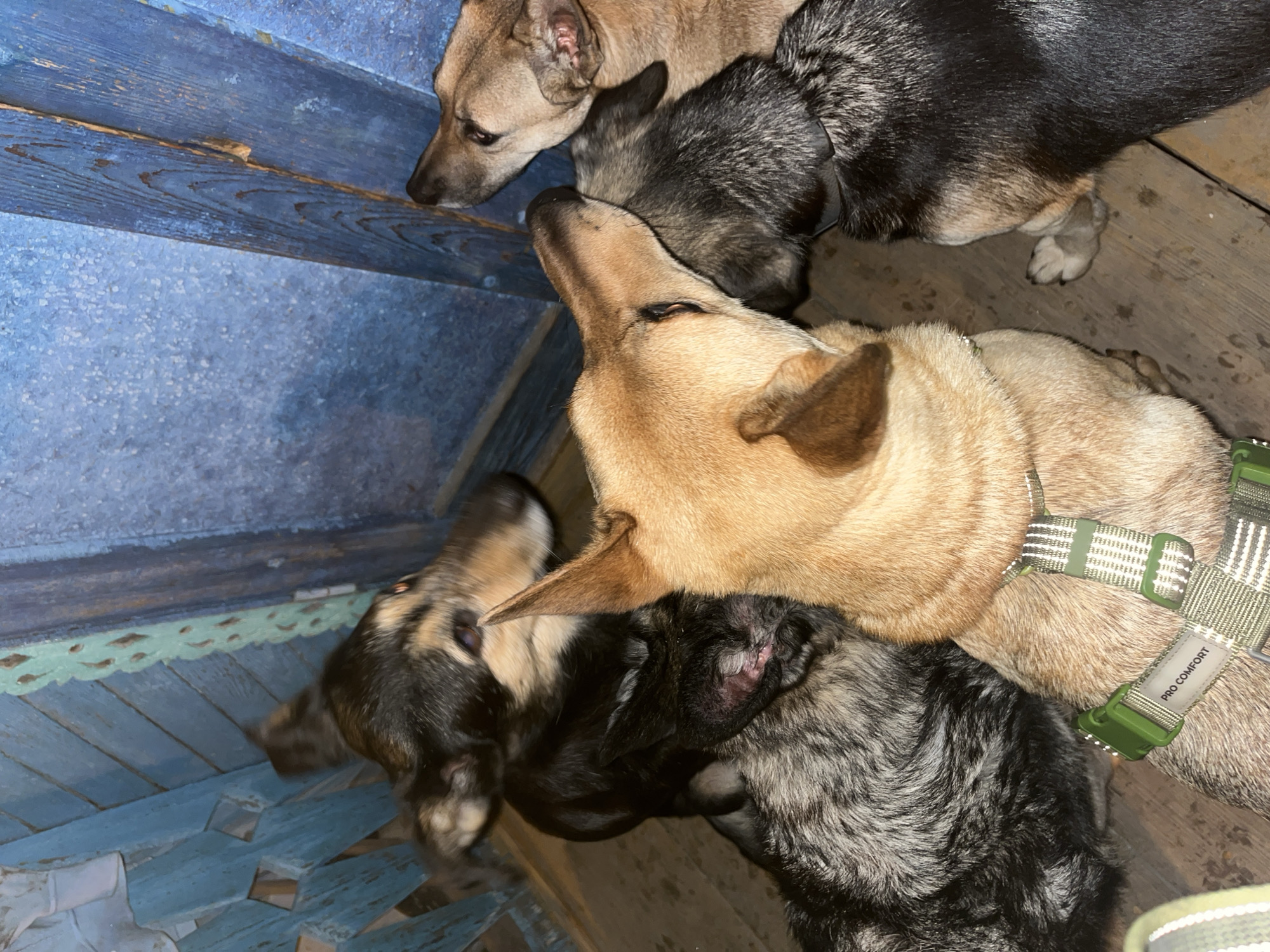 A group of four dogs are huddled together on a wooden floor, possibly in a porch or shed area. The background consists of weathered blue wooden planks, suggesting an outdoor or rustic setting. One dog, a tan-colored canine with a green harness, is prominently in the foreground, with its head turned to the right. To its left, a darker dog with tan markings is visible, and further to the left, a dog with black and grey fur is partially obscured. A lighter tan dog is to the right of the tan dog in the foreground, its head also turned away. The dogs appear to be interacting closely, possibly seeking warmth or comfort. There are no people present in the image. The lighting is dim, and the overall impression is one of a candid, intimate moment captured with these animals. The location in Nizhny Tagil, Russia, is not discernible from the visual information in the image itself.