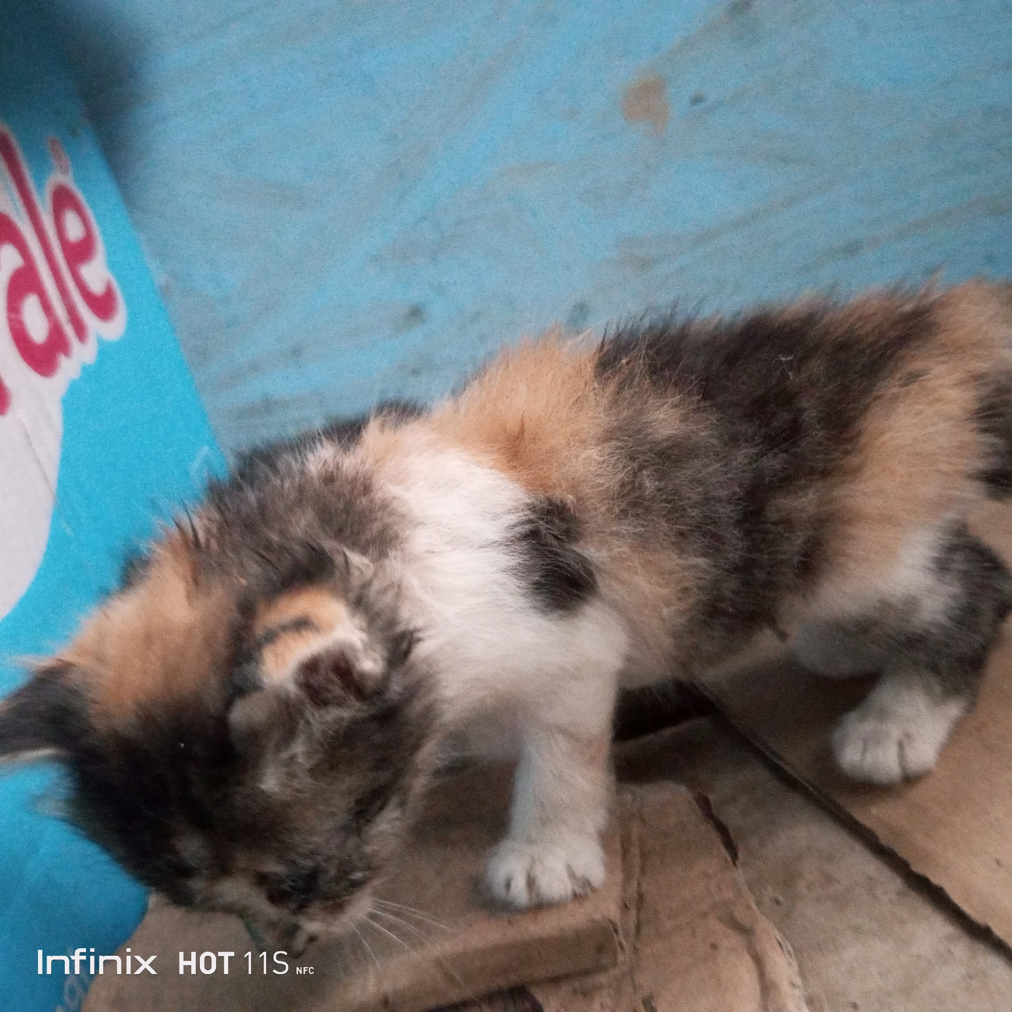 A calico kitten, with patches of brown, black, and white fur, is crouched on a light brown cardboard surface. The kitten's head is lowered, and its gaze is directed downward. To the left of the kitten, a portion of a blue and white sign is visible, with the letters "ale" in pink and white clearly legible. The background consists of a light blue surface with a textured pattern. The bottom right corner of the image contains white text that reads "Infinix HOT 11S NFC." The scene appears to be indoors or in a sheltered area, possibly in a residential or informal setting in Sukaslamet, Indonesia. There are no humans or other animals present in the image. The lighting is moderate, casting soft shadows.