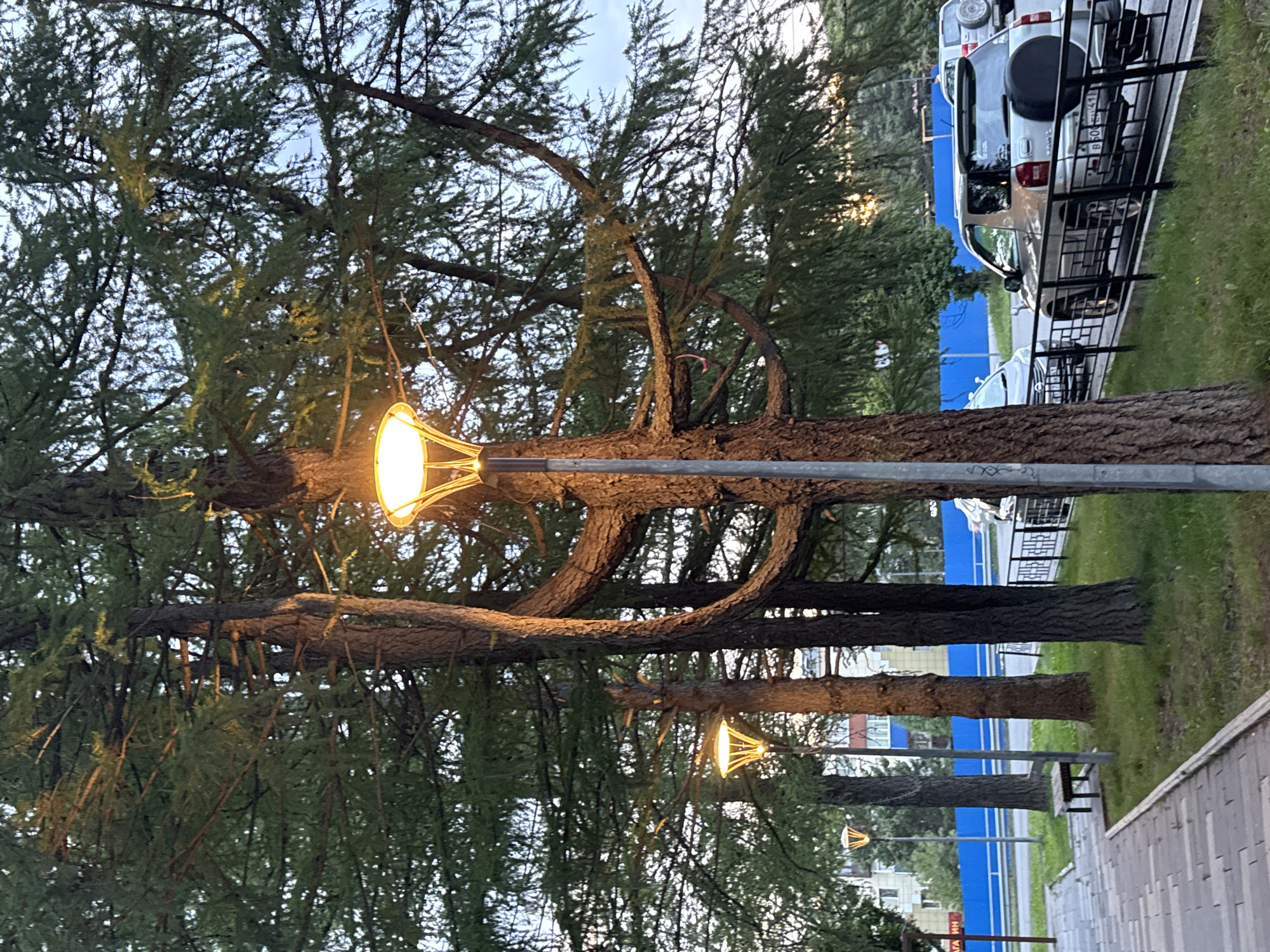 The image depicts a street scene in Yelizovo, Russia, featuring a row of mature trees with sparse foliage against a twilight sky. Several streetlights with illuminated, ornate lamps are visible, casting a warm glow. In the foreground, a textured concrete sidewalk runs alongside a grassy area where the trees are rooted. A small wooden bench sits on the grass near one of the trees. Beyond the trees, a black metal fence lines a road where a silver SUV with a spare tire mounted on its rear is parked. Other vehicles and a blue barrier are also present in the background, suggesting an urban or suburban environment. The overall impression is one of a quiet evening in a well-maintained public space.