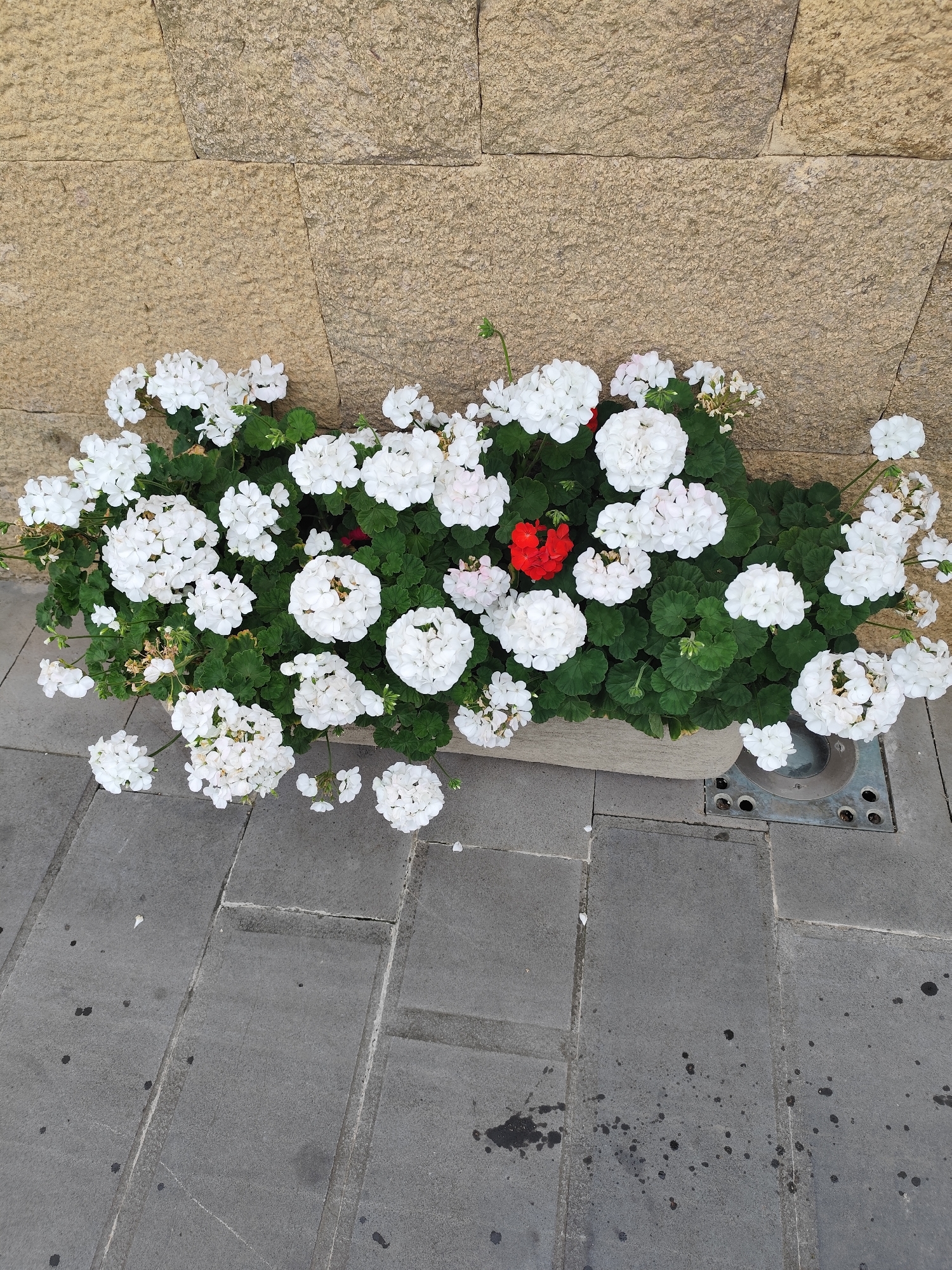 A rectangular planter filled with lush green foliage and abundant white flowers, punctuated by a single striking red bloom, sits against a textured stone wall. The planter is positioned on a paved area composed of large, gray rectangular stones, some of which are stained with dark splotches. A metal grate with circular openings is visible on the pavement near the planter's right edge. The overall scene suggests an outdoor setting, possibly a street or plaza, with a hint of urban landscaping. The lighting indicates daytime, with no strong shadows suggesting either bright sun or overcast conditions. The stone wall is made of irregular, light brown blocks, providing a rustic backdrop to the vibrant floral display. The arrangement of the flowers, with their dense clusters and delicate petals, creates a visually appealing contrast with the rough texture of the wall and the solid paving stones. There is no visible text in the image.