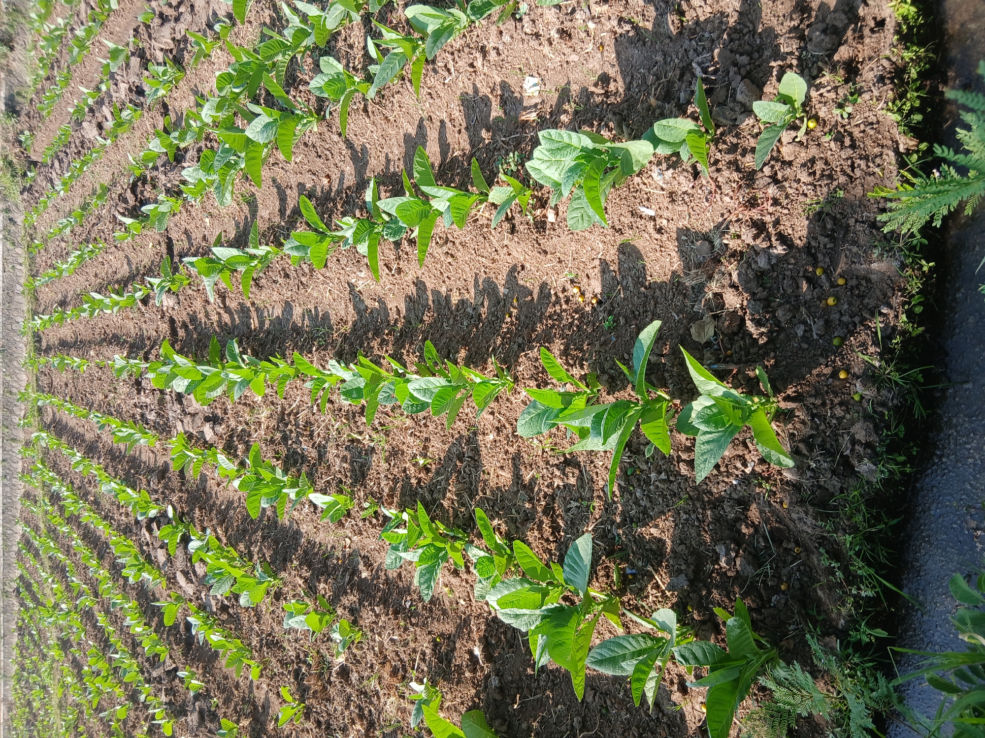 The image depicts a field of young tobacco plants in Kademangan Kulon, Indonesia. The plants are arranged in neat rows within cultivated soil. The ground appears dry and earthen, with visible furrows between the rows of seedlings. The plants themselves are small, with vibrant green leaves, indicating they are in an early stage of growth. The scene is bathed in natural sunlight, casting shadows from the plants onto the soil. The overall impression is that of an agricultural setting, specifically a tobacco farm.