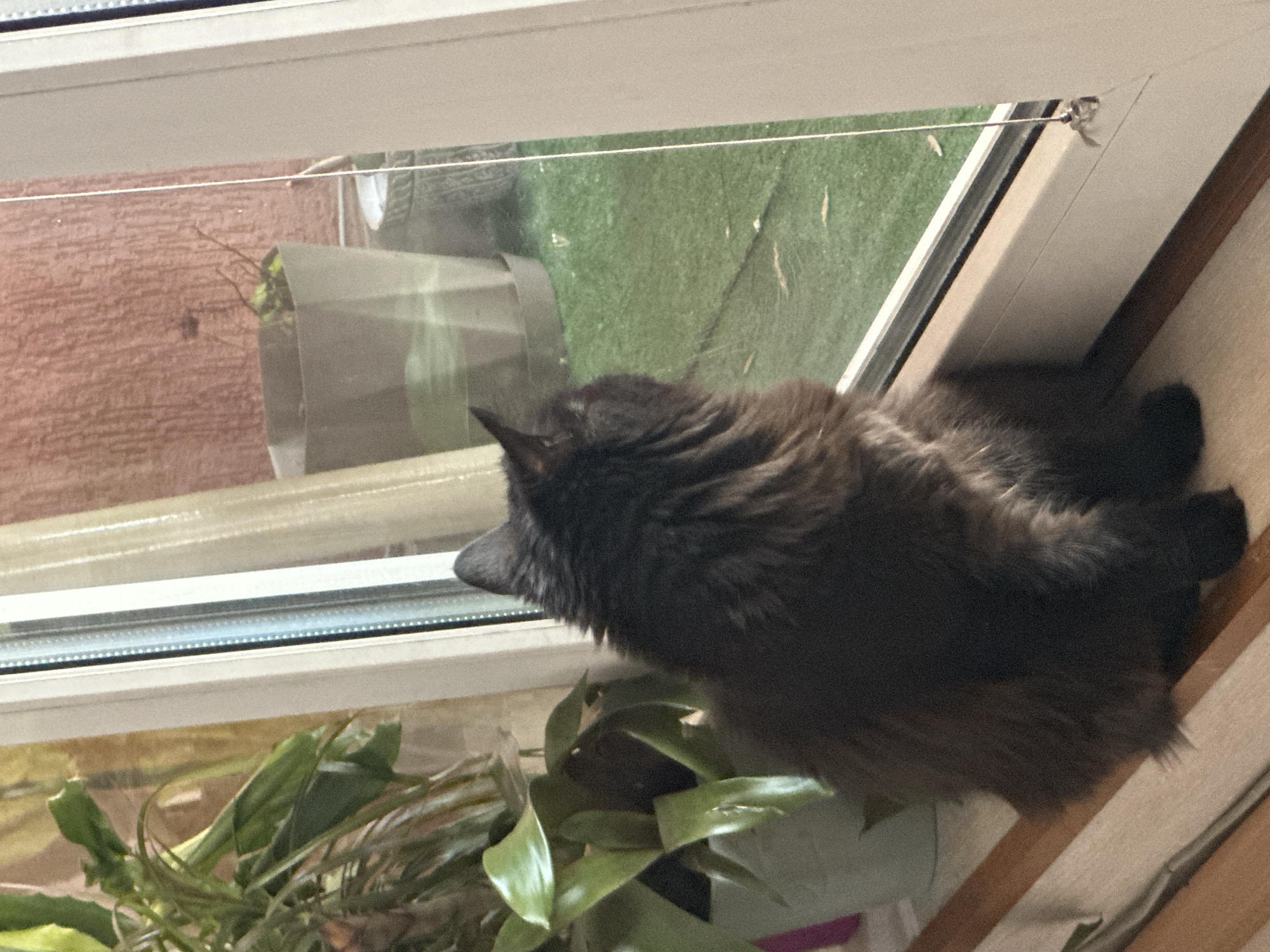A black cat is sitting on a window sill, looking out of the window. There is a plant on the sill in front of the cat. The window is looking out onto a brick wall and a green lawn. It is not possible to determine if the location is Sofia, Bulgaria, from the given information.