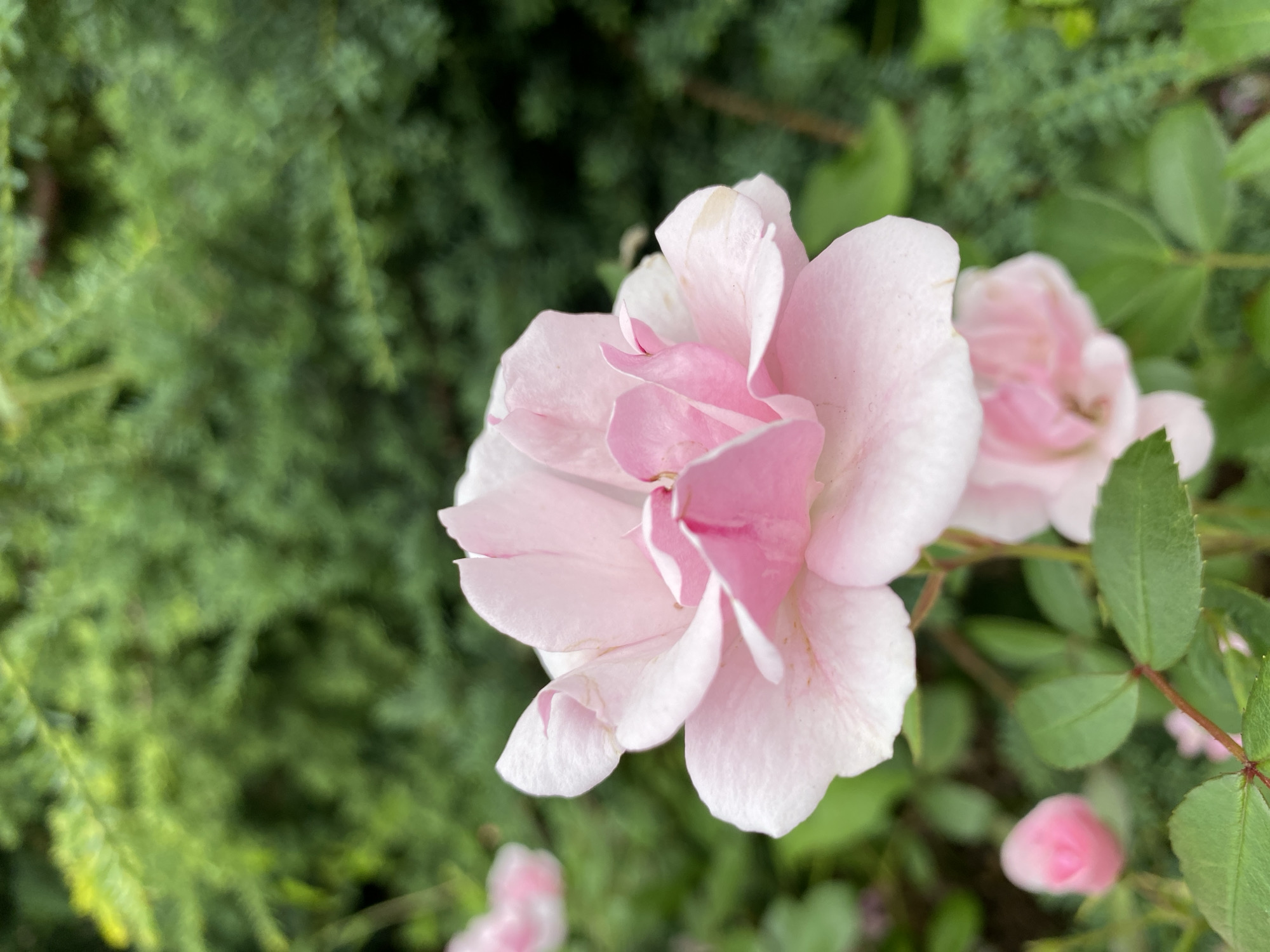 The image is a close-up, vertical shot of a light pink rose bloom with delicate, layered petals. The rose is the primary subject, positioned in the right half of the frame, with its petals slightly curled and unfurling. A hint of a deeper pink is visible towards the center of the bloom. To the left and background, a soft-focus green foliage, likely from a conifer or dense shrubbery, creates a contrasting backdrop. Several other elements are visible in the scene: to the right of the main rose, another pink rose is partially visible, also out of focus, and further down, a small, tightly closed pink rosebud. Green leaves and thin stems are scattered throughout the lower right portion of the image, some showing hints of red. The lighting suggests it might be daytime, possibly overcast or in shade, as there are no harsh shadows and the overall illumination is soft. The scene appears to be an outdoor garden setting. There is no visible text in the image.