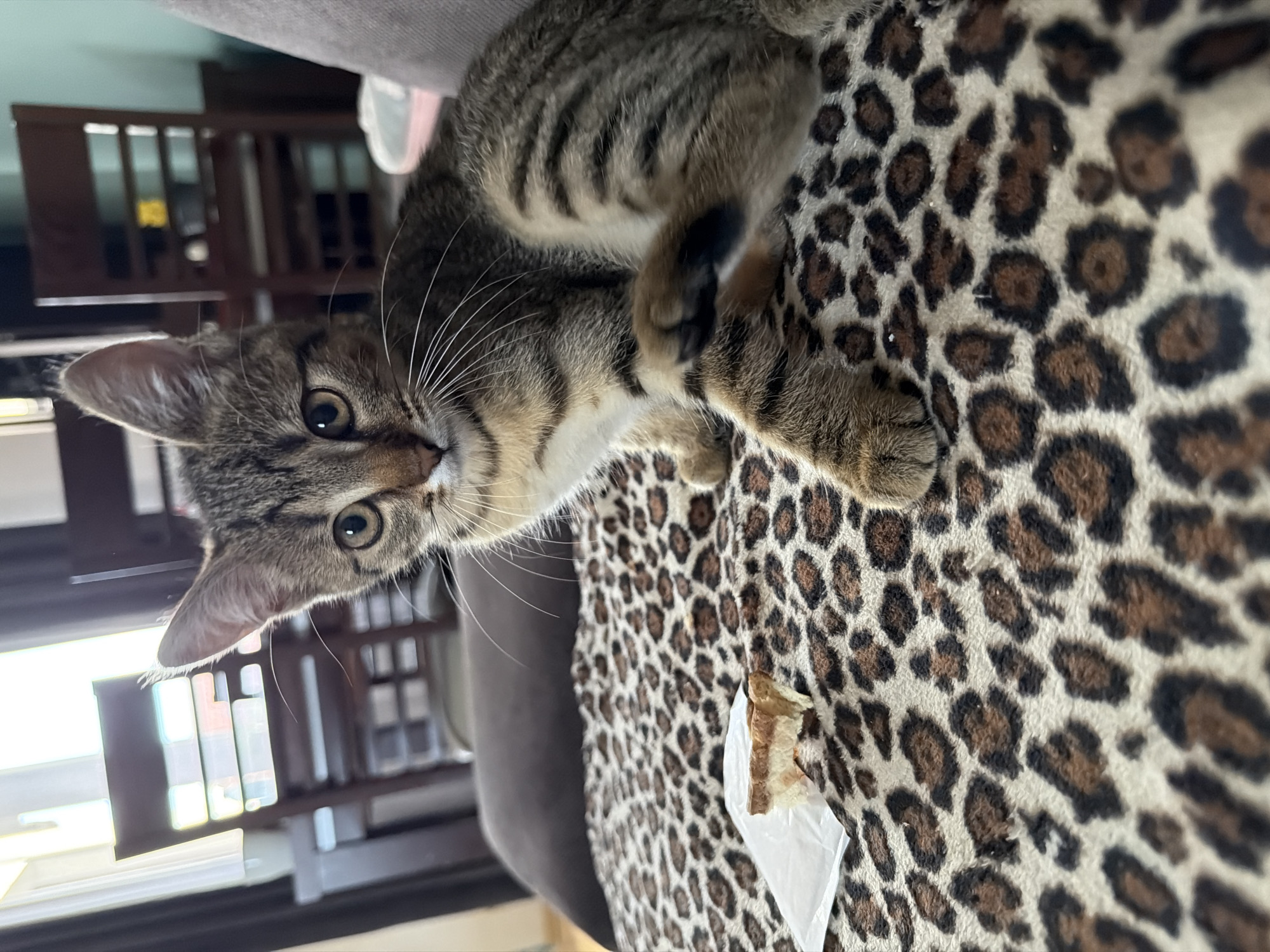 A domestic shorthair kitten, with tabby markings of brown, black, and tan, sits on a leopard-print blanket. The kitten has wide, curious eyes and is looking directly at the camera. Its left paw is raised, and its tail is curled. To the left of the kitten, a small piece of food, likely bread with filling, rests on a white wrapper. The background features a living room setting with wooden chairs and a couch. The lighting suggests it is daytime, with natural light coming from a window.