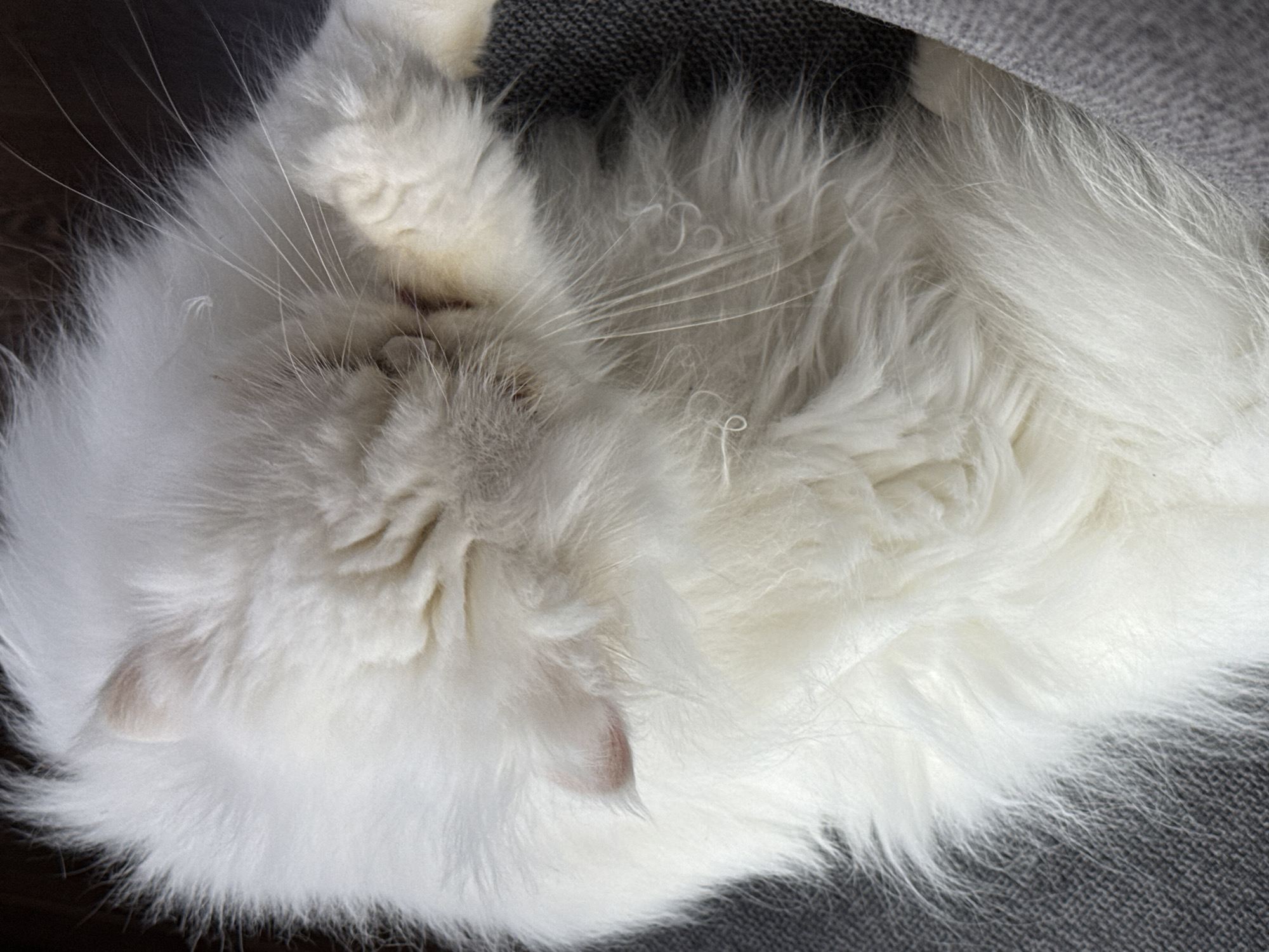 The image depicts a fluffy, white cat lying on a gray surface, possibly a blanket or cushion. The cat is curled up with its head tucked in, partially obscuring its face. The fur is long and thick, giving the cat a rounded appearance. The cat appears to be resting or sleeping. The location in the city of Burgas, Bulgaria is not discernible from this image.