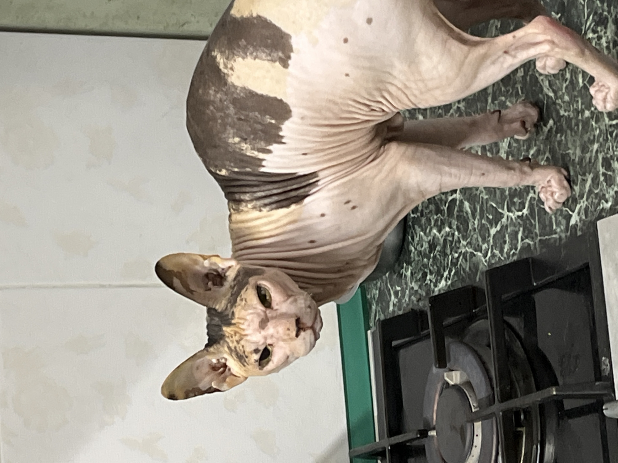 A Sphinx cat stands on a kitchen counter in Almaty, Kazakhstan. The cat has a wrinkled, pinkish-tan skin with patches of brown markings on its back and head. Its large ears stand upright, and its green eyes are looking directly at the camera. The cat is positioned in front of a white tiled backsplash and a dark green marbled countertop. In the foreground, a black gas stove burner is visible, along with the cat's hind legs and paws. The lighting in the image is bright, casting soft shadows.
