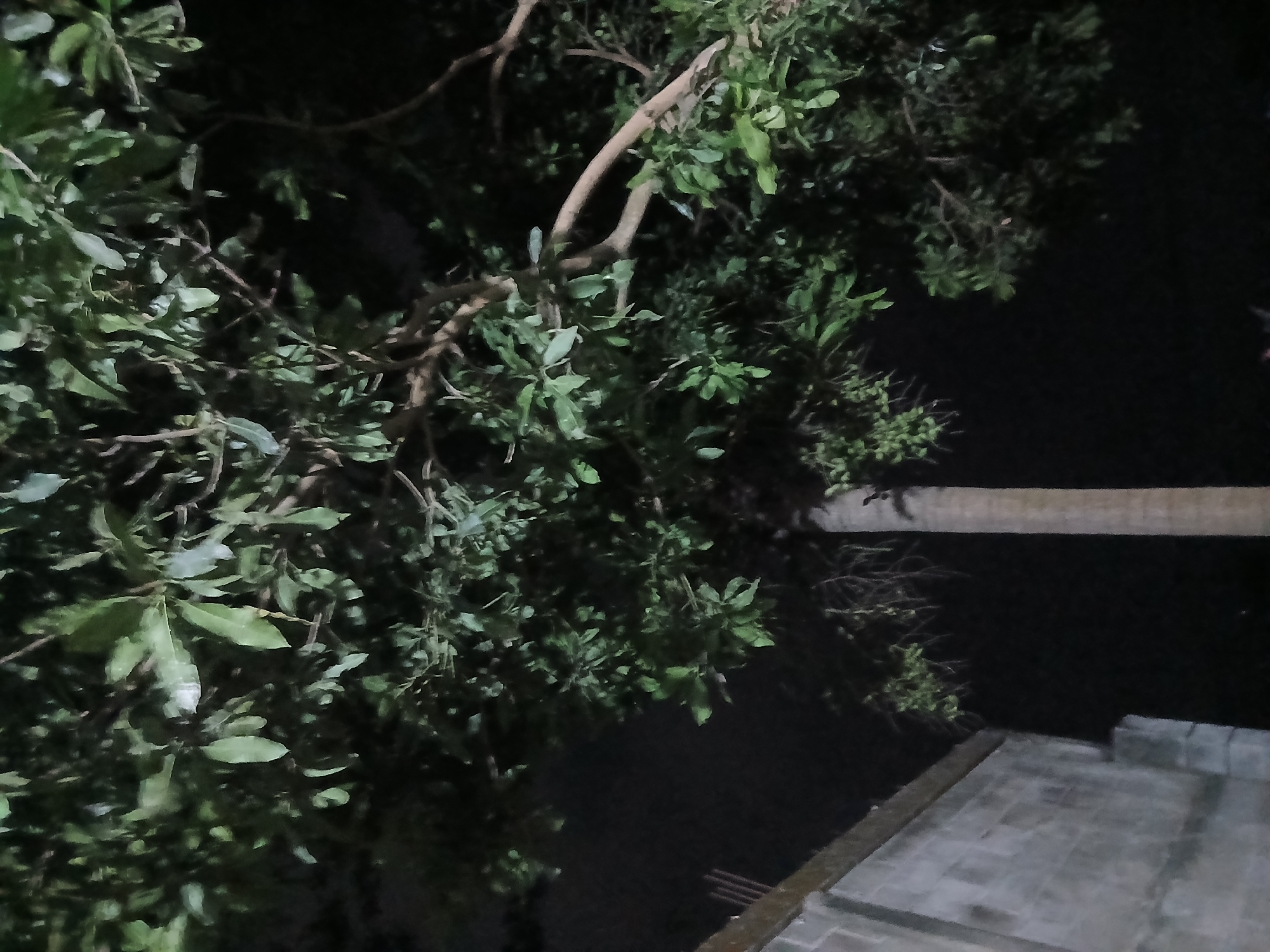 The image, captured at night in Sekarputih, Indonesia, depicts a scene dominated by the foliage of a tree. The dark sky serves as a backdrop, with minimal light sources illuminating the leaves and branches from above. In the lower left quadrant of the image, a portion of a concrete structure, possibly a wall or building, is visible. This structure appears weathered and is made of rectangular blocks. To the right of this structure, the trunk of a tree with a textured surface is present, extending upwards and partially obscured by the overhead canopy. The leaves of the tree are a prominent feature, appearing lush and green, with their shapes discernible even in the low light. Some branches are also visible, twisting and extending through the frame. The overall impression is that of an outdoor scene at night, with a focus on natural elements.