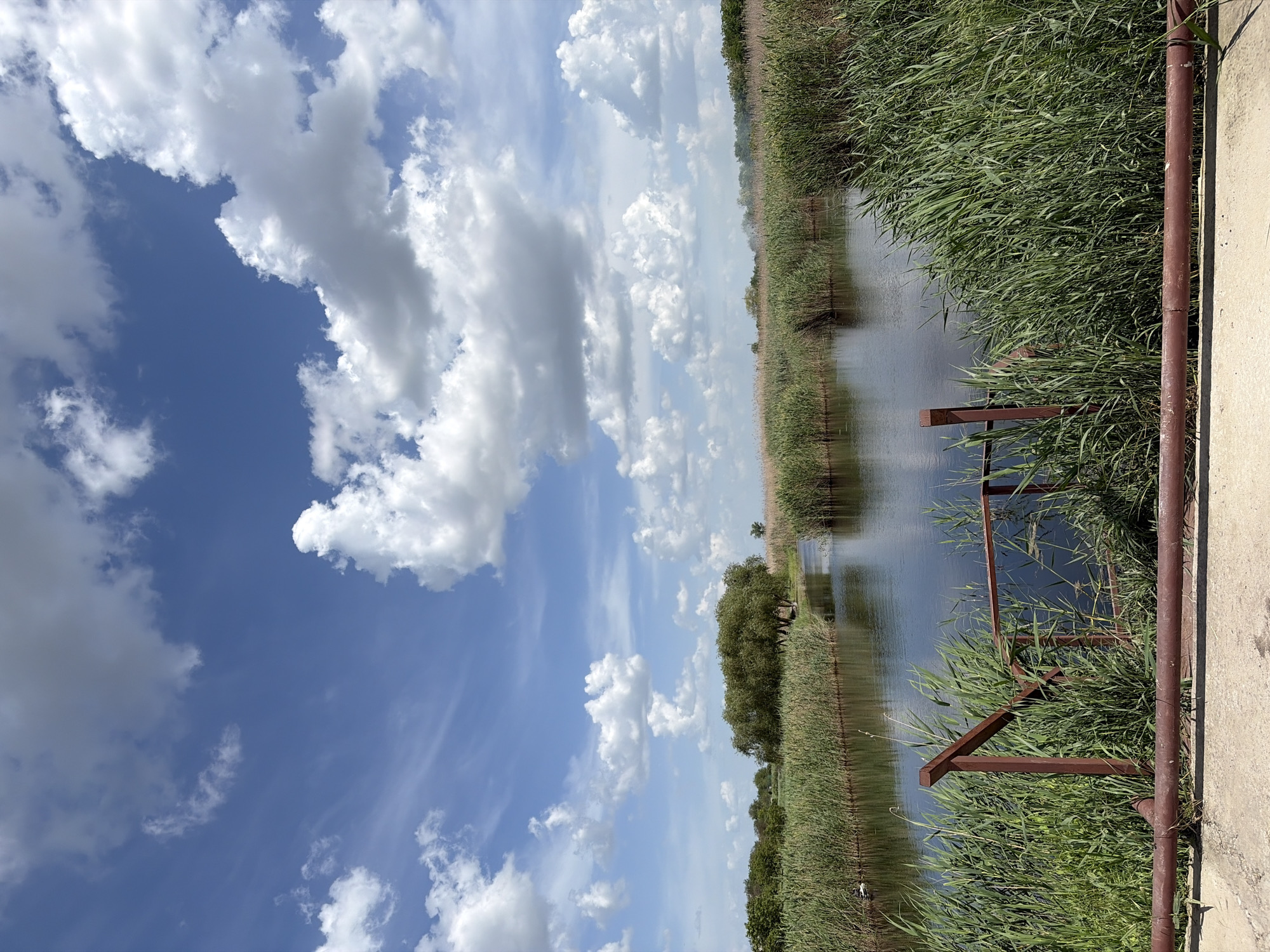 The image depicts a tranquil scene near Novopokrovskaya, Russia. A body of water, potentially a river or canal, runs through the landscape, flanked by dense vegetation, likely reeds and grasses. The water surface reflects the sky, blurring the distinction between earth and sky. The sky itself is dominated by a vibrant blue backdrop punctuated with fluffy, white cumulus clouds. A concrete structure, possibly a walkway or embankment, is visible in the foreground. It is lined with metal railings, partially obscured by the vegetation, suggesting a boundary or barrier. The overall atmosphere is serene and natural.