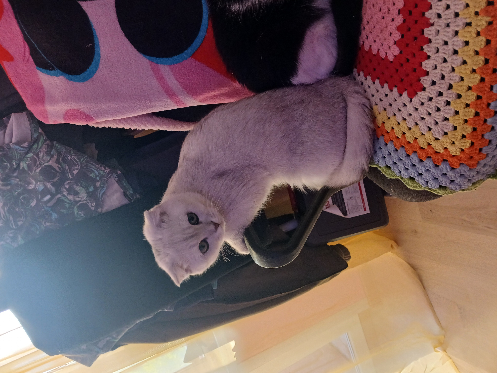 A silver Scottish Fold cat is lying on a black chair. The chair is positioned near a colorful crocheted blanket, a pink blanket with black circles, and a printed fabric. The background includes a beige curtain and a wooden floor.