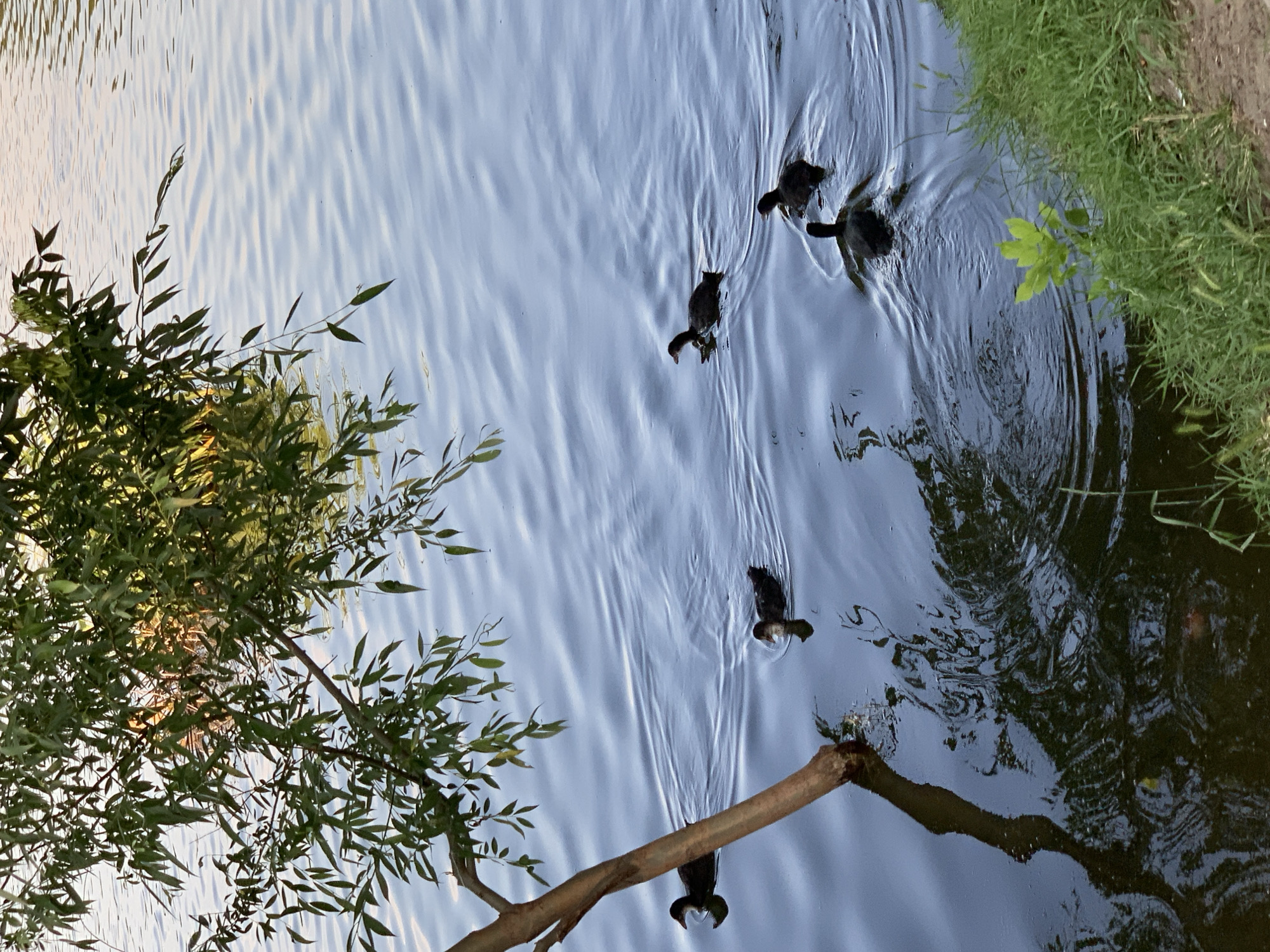 This media file depicts a serene natural scene at what appears to be a pond or lake. The primary subjects are a group of five dark-colored birds, likely ducks or coots, swimming together in the water. They are creating visible wakes as they move across the surface, suggesting they are actively swimming.
The setting is a body of water with gentle ripples reflecting the sky, which appears to be a pale blue. The time of day seems to be either early morning or late afternoon, given the soft lighting and the golden hues reflecting on the water's surface from what could be sunlight filtering through trees.
On the left side of the frame, lush green foliage from overhanging trees or bushes drapes down towards the water, adding a touch of vibrant color and texture to the scene. The leaves are delicate and appear to be slightly swaying.
On the right side, the bank of the pond is visible, covered in short, green grass. A few scattered leaves and blades of grass are also present along the edge. In the foreground, a rough, brown branch extends diagonally across the water from the lower right to the center, partially submerged.
The overall mood is tranquil and peaceful, evoking a sense of calm and natural beauty. There is no visible text in the media file. The activity is simple: the birds are engaged in swimming, and the scene captures a moment of quiet natural existence.
