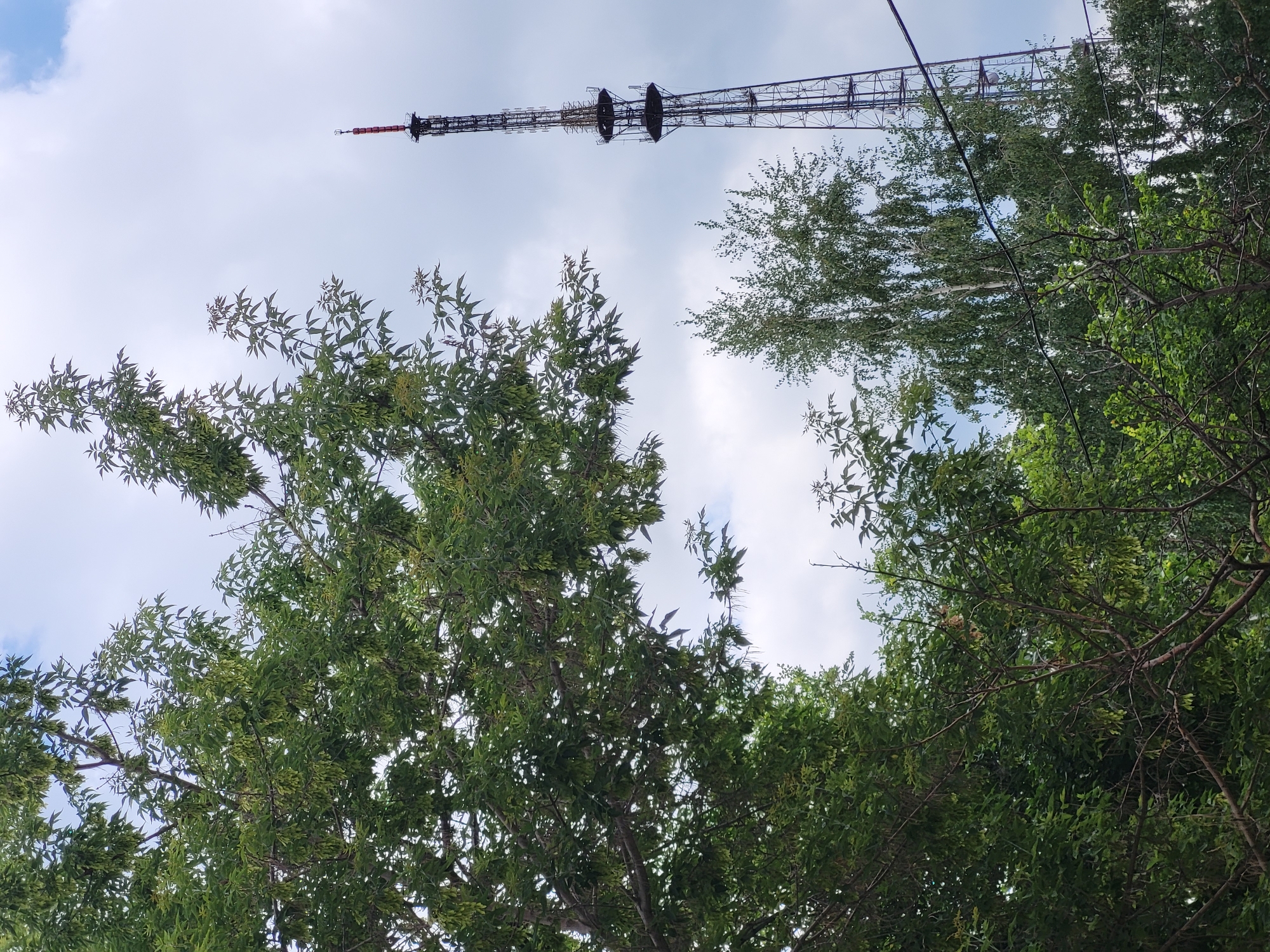An eye-level, vertical, medium shot captures a television tower in the distance, partially obscured by lush green trees in the foreground. The tower is a tall, dark, lattice structure with a red beacon at its apex. The sky is partly cloudy with a mix of blue and white. Several power lines are visible in the mid-ground, stretching horizontally across the frame. The trees, predominantly deciduous, are full of leaves, with some bearing clusters of small, green seed pods. The scene appears to be set in an urban or semi-urban environment, possibly a park or residential area, given the presence of trees and power lines. The image does not contain any people. The photograph was taken in the city of Petropavl, Kazakhstan.