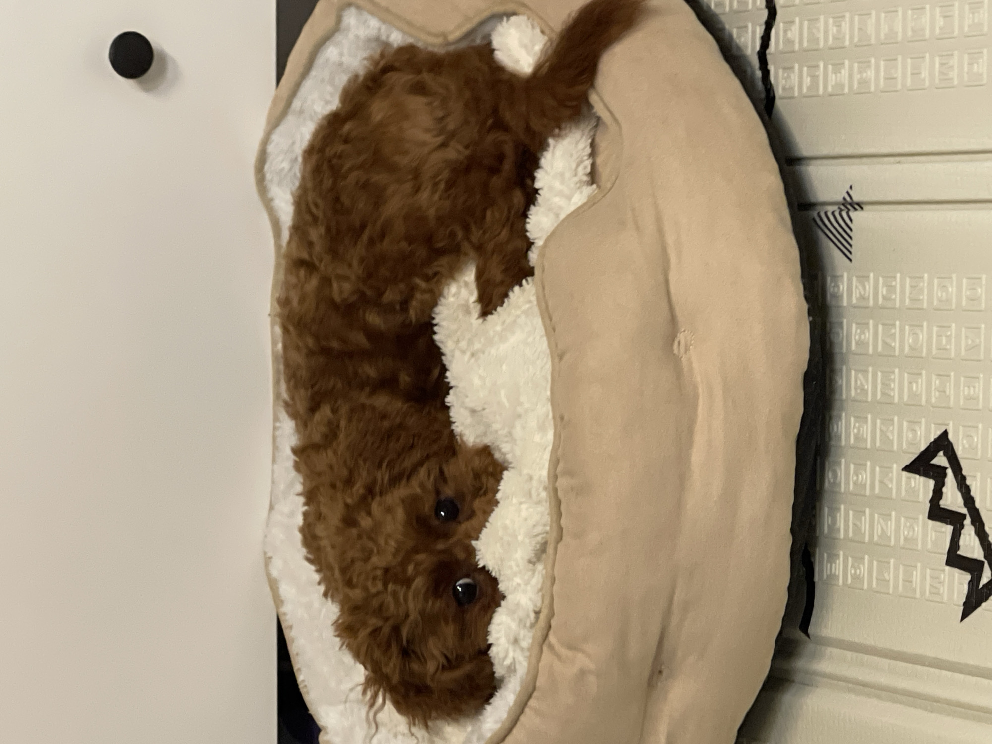 A brown poodle is lying in a beige and white dog bed. The bed is positioned between a white wall with a black knob and a white patterned surface. The location in Sofia, Bulgaria cannot be determined from the image.