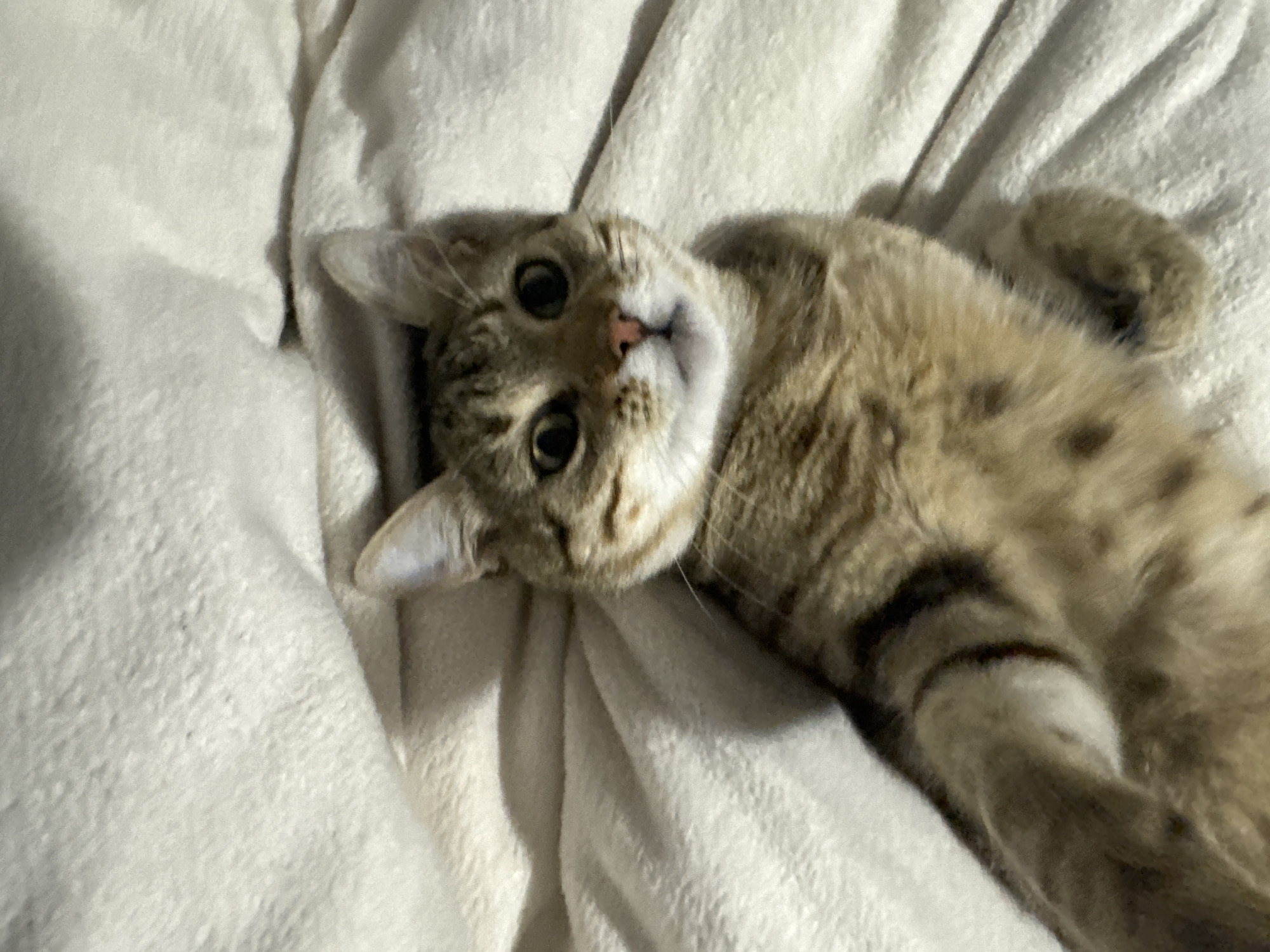 A domestic shorthair cat lies on its back on a white blanket, facing upwards. The cat has a light brown tabby pattern with darker spots. It has large eyes and a pink nose. The blanket has a soft, textured surface with numerous folds. The location is unknown.