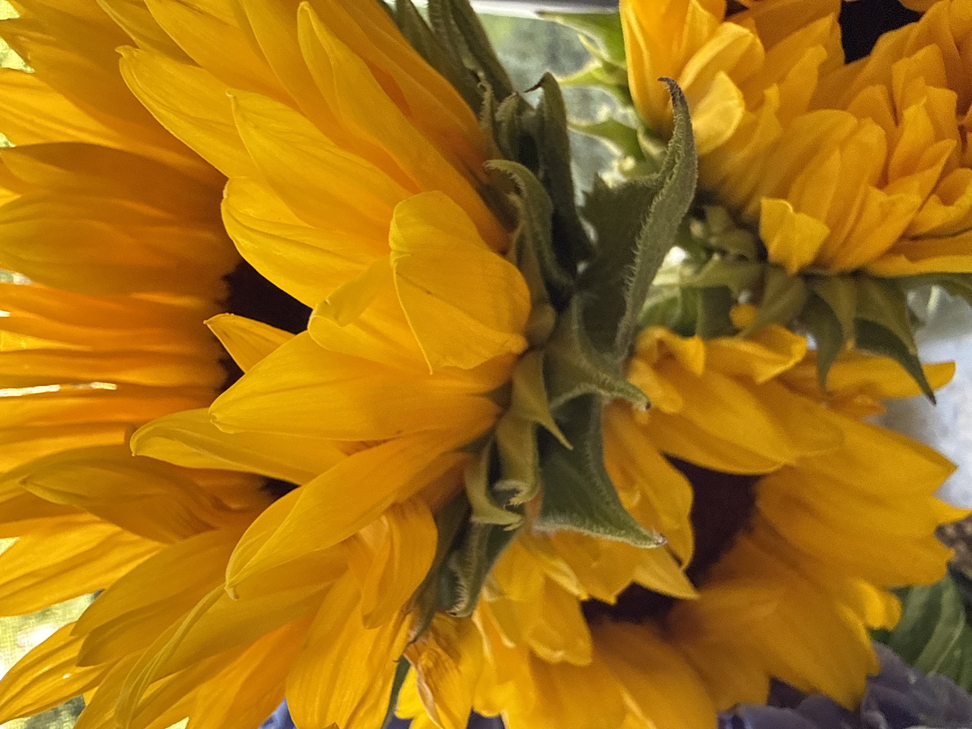 The image is a close-up, eye-level shot of several large, vibrant yellow sunflowers. The petals are bright and appear to be catching the light, creating a soft glow. The focus is on the intricate details of the flower heads, with some of the fuzzy green stems and leaves visible at the bottom and sides. In the background, there is a blurred suggestion of a window or outdoor setting with muted green and yellow tones, hinting at natural light. There are no people or discernible city landmarks visible, and the scene appears to be an indoor arrangement of flowers. No specific location within Bad Sachsa, Germany can be determined from the image.