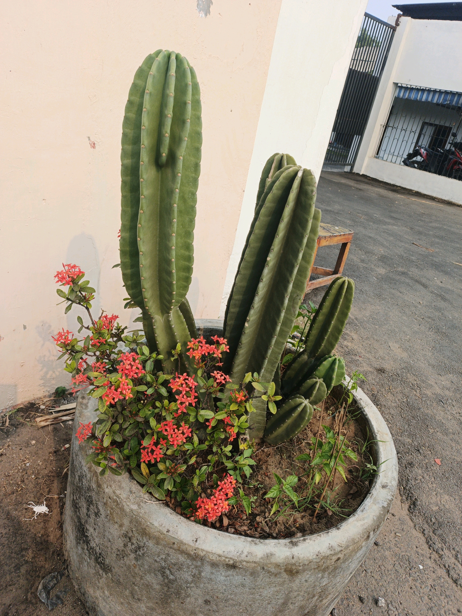 A large, grey concrete planter contains a tall, multi-stemmed green cactus with prominent ribs and small brown spines. Small, bright red flowers bloom among the cactus stems. The planter sits on the ground next to a textured cream-colored wall. In the background, there is a paved area with a dark grey asphalt surface. To the right of the planter, a dark metal gate and a white building with windows are visible. There are no people in the image. The overall scene appears to be an outdoor area, possibly a courtyard or a street in a town like Kejagan, Indonesia.