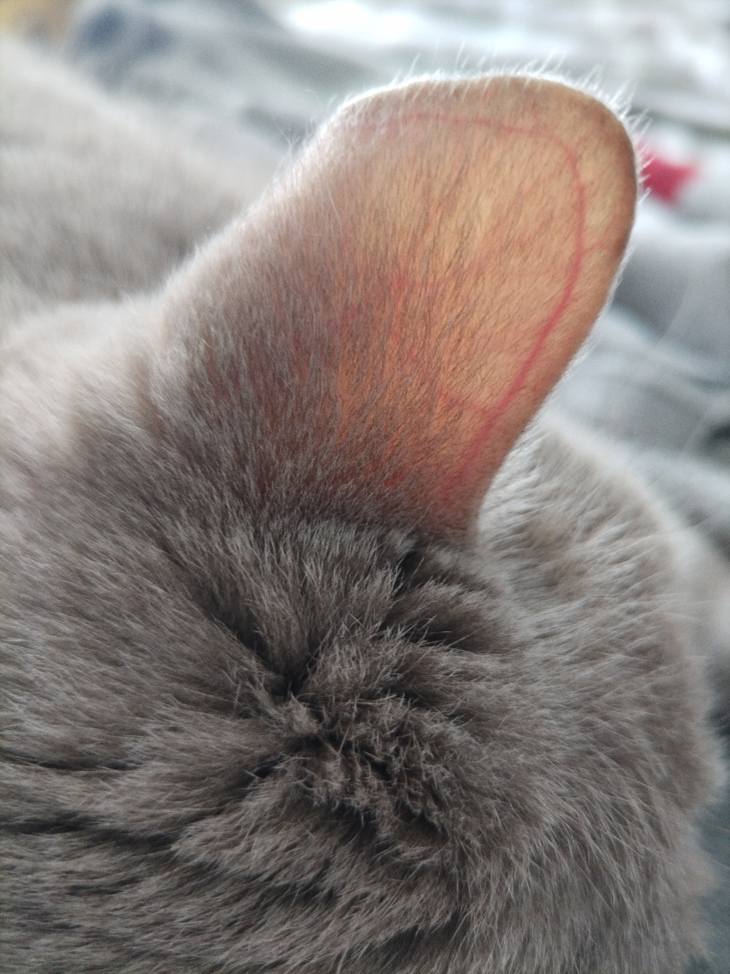 This is a close-up, slightly angled shot of a gray cat's ear and the back of its head, taken in a shallow depth of field. The cat's fur is short and dense, with a soft, slightly fluffy texture. The ear is held upright, and the skin inside it is visible, appearing thin and translucent with a reddish hue. A faint, reddish-pink line is drawn around the outer edge of the ear, possibly a mark for a procedure or identification. The background is blurred and out of focus, with soft gray and white tones, suggesting a domestic setting, perhaps a bed or blanket. There is a small, out-of-focus splash of bright pink in the upper right background. The lighting appears soft and natural, and there is no visible text in the image. The image is framed to focus tightly on the cat's ear, implying that this detail is the subject of interest.