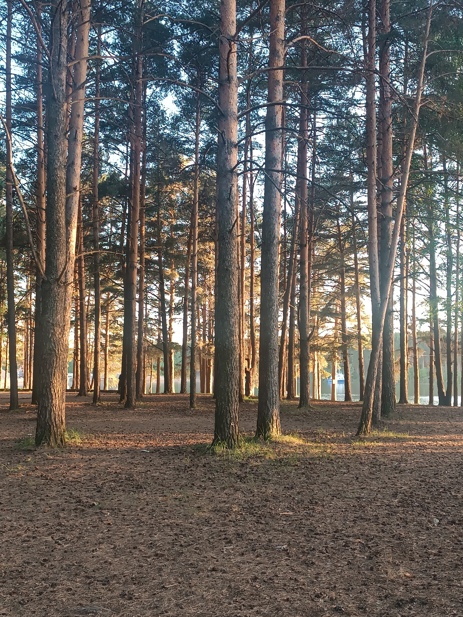 The image shows a dense pine forest in Chaikovsky, Russia. The ground is covered with fallen pine needles and cones. Sunlight filters through the trees, creating shadows and highlights on the forest floor and tree trunks. In the background, a glimpse of water can be seen between the trees, suggesting the forest is near a body of water. There are no people or animals visible in the scene. The trees are tall and straight, typical of a pine forest.