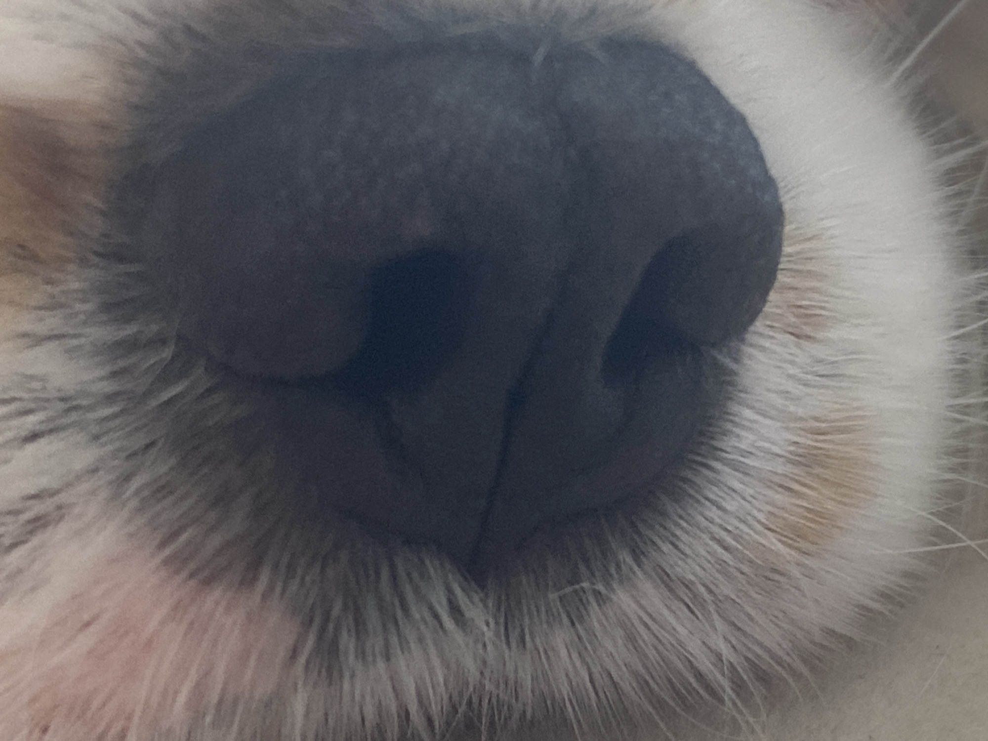 The image is a close-up, macro photograph of a dog's wet, black nose and surrounding fur. The nose is dark and textured, with visible nostrils. The fur is a mix of white, grey, and some light brown or tan patches, and appears soft and fluffy. The focus is entirely on the nose and the immediate area around it. There are no other elements in the frame.
