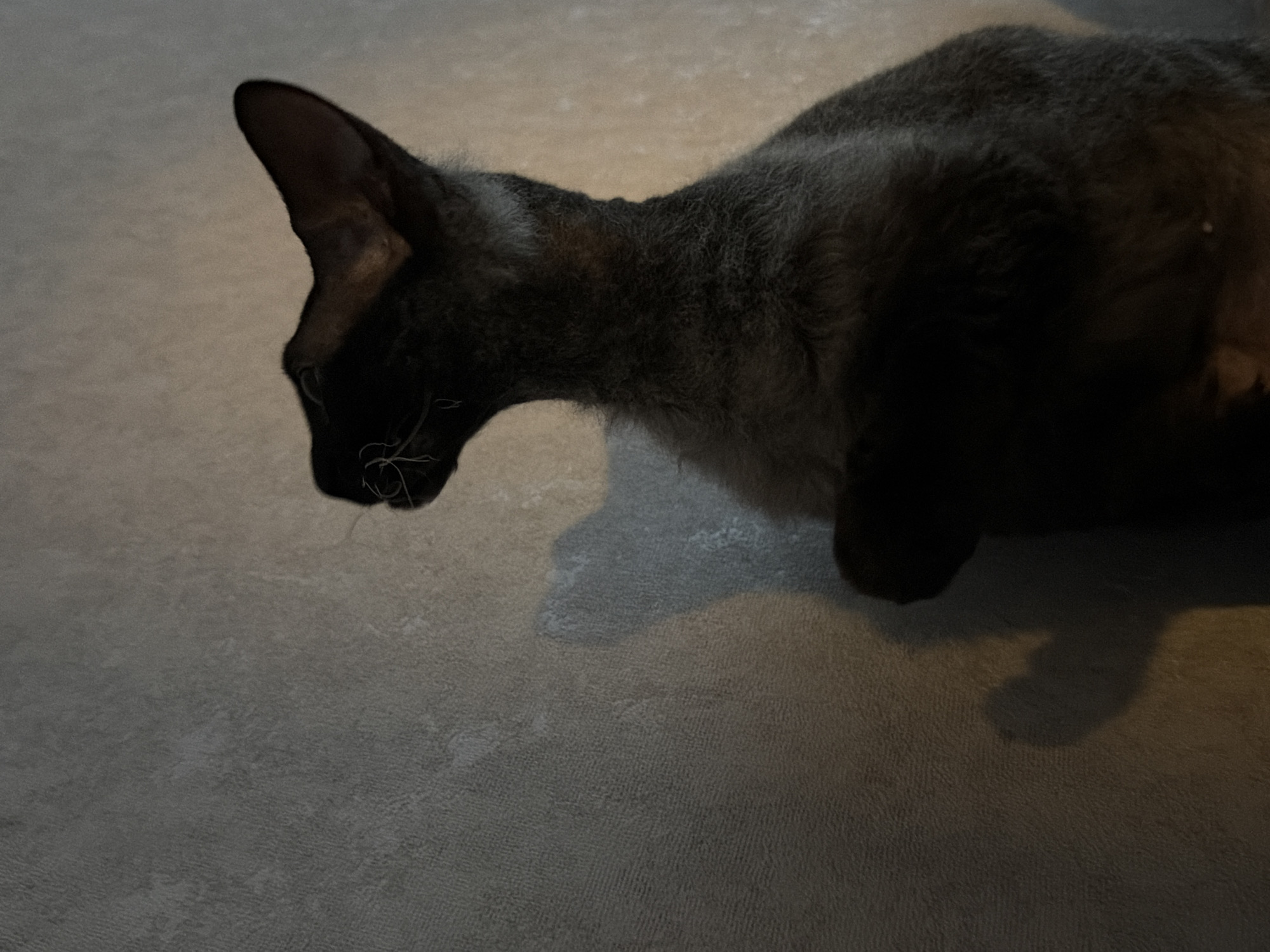A dark-furred, slender cat with large ears stands or sits upright in an indoor environment, viewed from its right side. The animal's head is tilted upward and slightly to its left, exposing white whiskers. It is positioned against a light grey, textured wall. The scene is dimly lit, with a distinct shadow of the cat cast on the wall behind and to its left. No other subjects or objects are visible. The location is Unknown, Unknown.