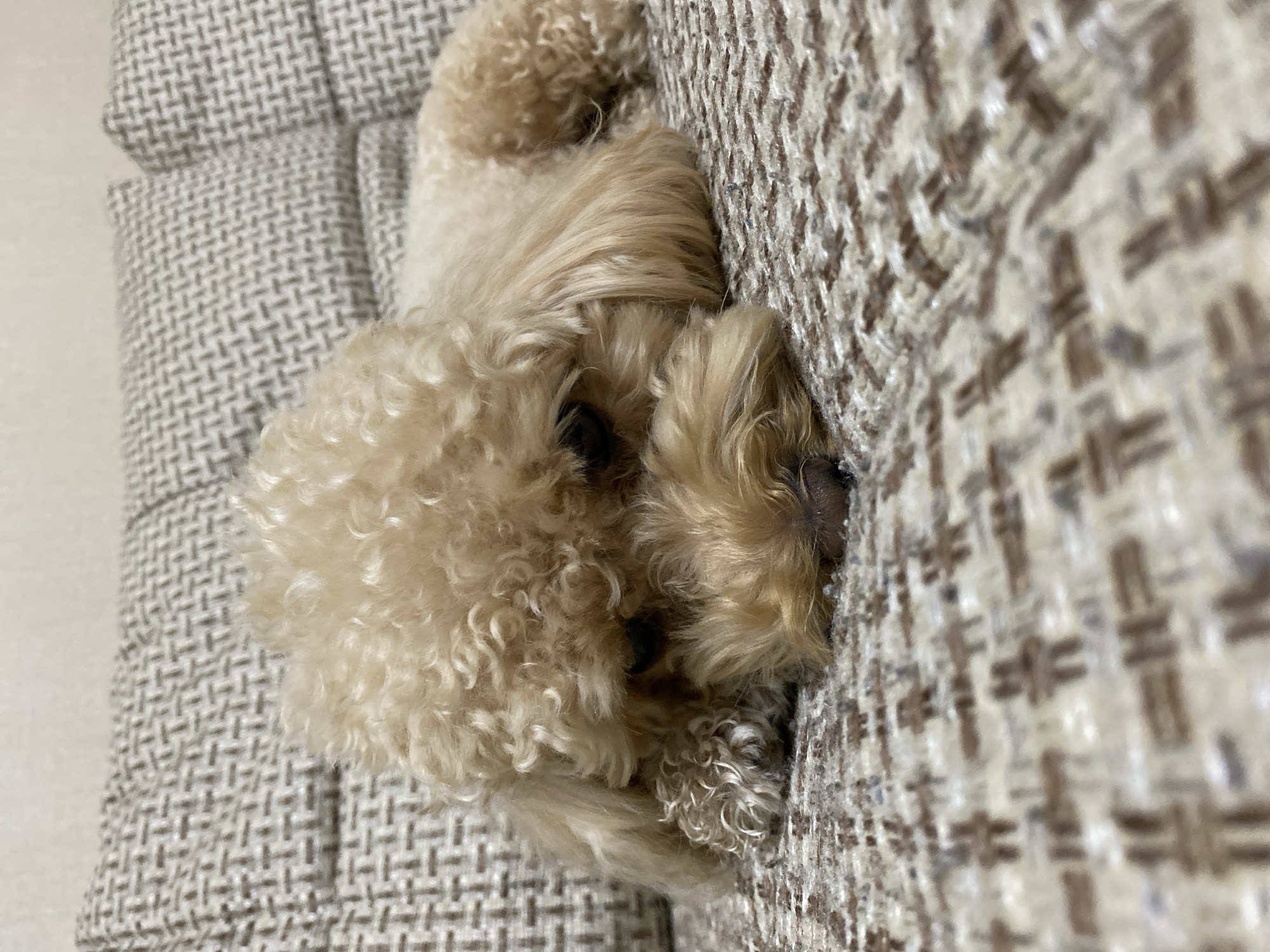 A light brown toy poodle is resting on a couch, its head lowered and eyes closed. The poodle's fur is curly and appears soft. The couch fabric has a textured pattern of interwoven light and dark brown threads. The background is out of focus, showing a portion of the wall. The scene depicts a domesticated animal in a comfortable indoor setting.
