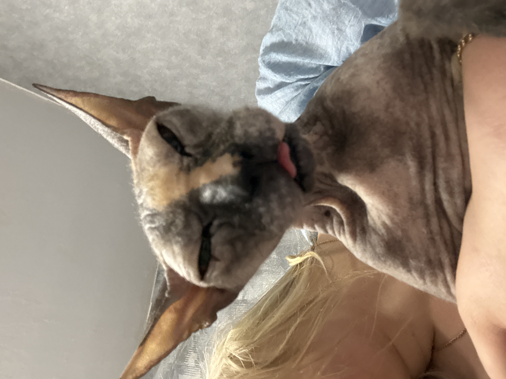 A close-up, low-angle shot shows a Sphynx cat with its eyes closed and tongue slightly protruding, being held by a person with blonde hair. The background includes a light blue fabric and a light gray wall. The location is not evident in the image.
