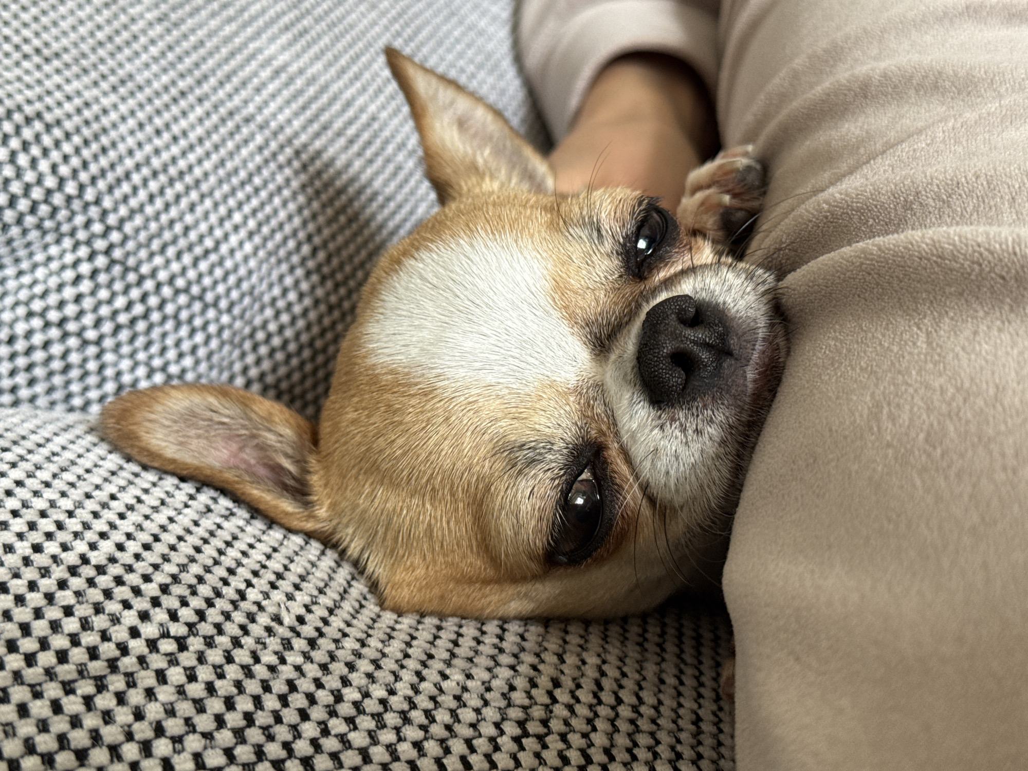 A tan chihuahua with white markings on its head rests on a gray and white checkered fabric surface, likely a couch or cushion. Its head is turned towards the viewer, with its right ear pointed upwards and its left ear lying against the fabric. Part of a person's arm and light-colored clothing are visible behind the dog. The scene is indoors. No evidence suggests the location is Berlin, Germany.