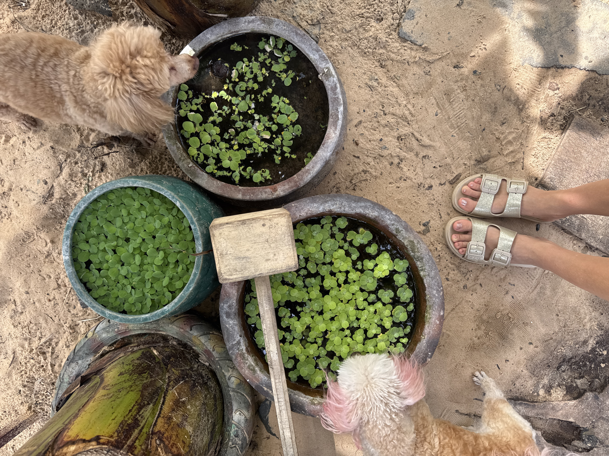 In Mũi Né, Vietnam, a close-up, overhead view captures a sandy ground with a few potted plants and two dogs. In the foreground, a person's feet are adorned with sparkly gold sandals. To the left, a tan poodle with a pink-dyed tail is sniffing at a large, round clay pot filled with lush green aquatic plants. Another tan poodle stands to the right, with its head lowered to investigate a similar pot also brimming with green plants. A third green pot, containing a dense layer of the same aquatic greenery, is positioned in the upper center of the frame. The scene suggests an outdoor, possibly garden, setting, with the sandy terrain and natural elements.