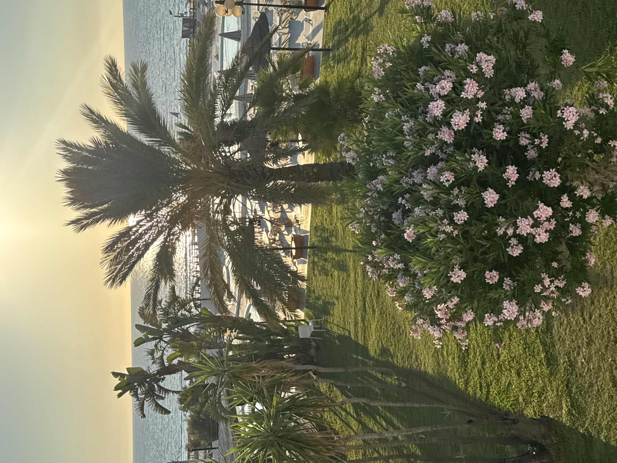 A sun-drenched scene captures a resort or hotel area with a swimming pool and the sea in the background. The foreground is dominated by lush green grass and a vibrant bush covered in small pink flowers. Several palm trees of varying heights are scattered throughout the scene, some casting long shadows across the lawn. In the mid-ground, a white plastic chair sits on the grass. Beyond the lawn, a swimming pool area is visible with lounge chairs, umbrellas, and the calm blue sea stretching to the horizon under a pale yellow sky, indicative of a late afternoon or early morning sun. The general atmosphere is tranquil and evokes a vacation setting, likely on the coast of Isola delle Femmine, Italy.