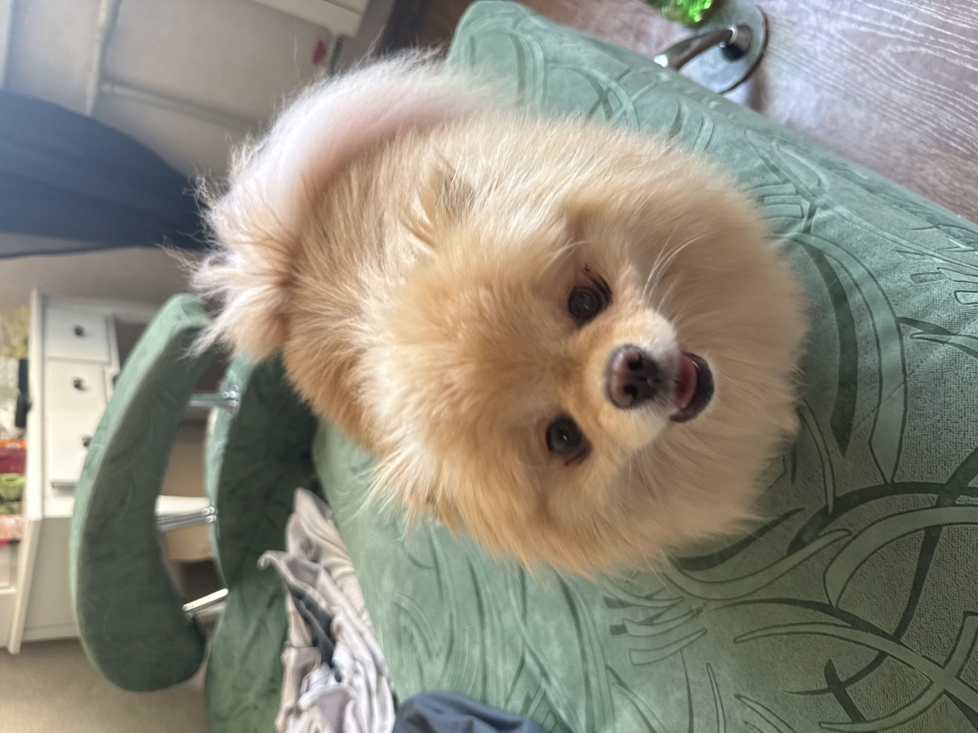 The media file is a vertical, eye-level, close-up shot of a Pomeranian dog. The dog has light orange fur and is looking directly at the camera with its mouth slightly open, as if panting or about to bark. Its eyes are dark and round. The dog is positioned on a green, textured surface, possibly a couch or chair, with a woven pattern. The background is out of focus, showing hints of indoor furniture, including white cabinets and what appears to be a wooden floor. The lighting suggests it is daytime. The overall mood is casual and domestic, with the dog appearing alert and engaged with the viewer. There is no visible text in the image.
