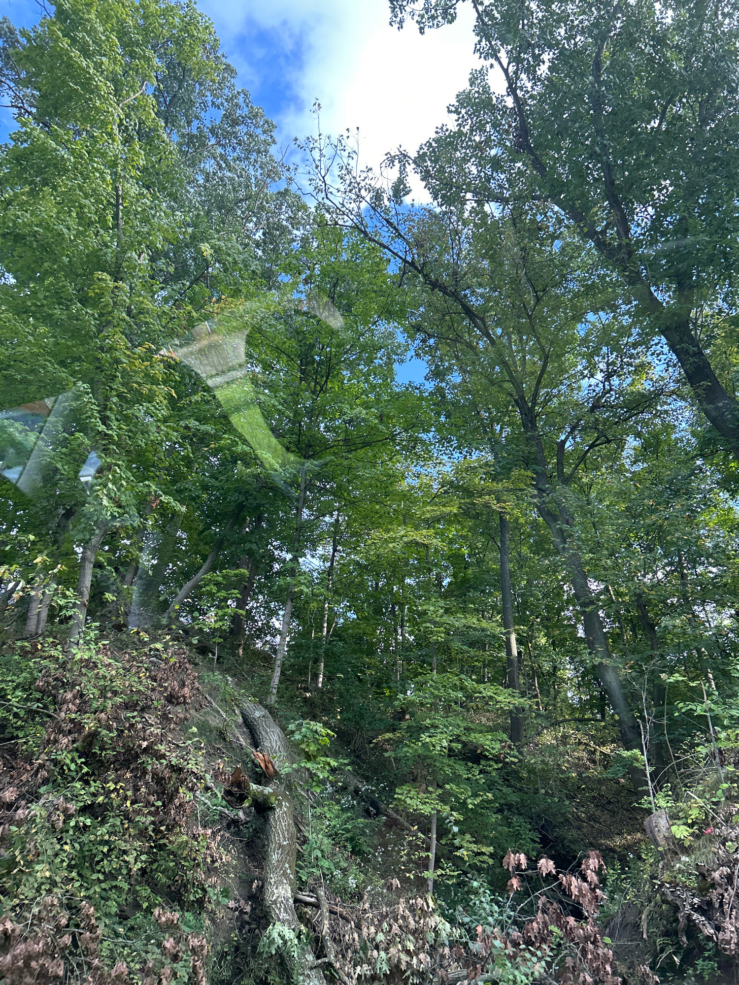 The image depicts a dense forest scene with tall trees and lush green foliage under a bright blue sky with scattered white clouds. The perspective is looking upwards through the trees. There is a reflection on what appears to be a window or glass surface in the foreground, showing a blurred image of green grass or a field. The forest floor is covered in undergrowth, fallen leaves, and some exposed tree roots. The environment appears to be a natural wooded area, possibly a park or a section of undeveloped land within or near a city. No people or animals are visible. The overall impression is one of a natural, serene landscape.