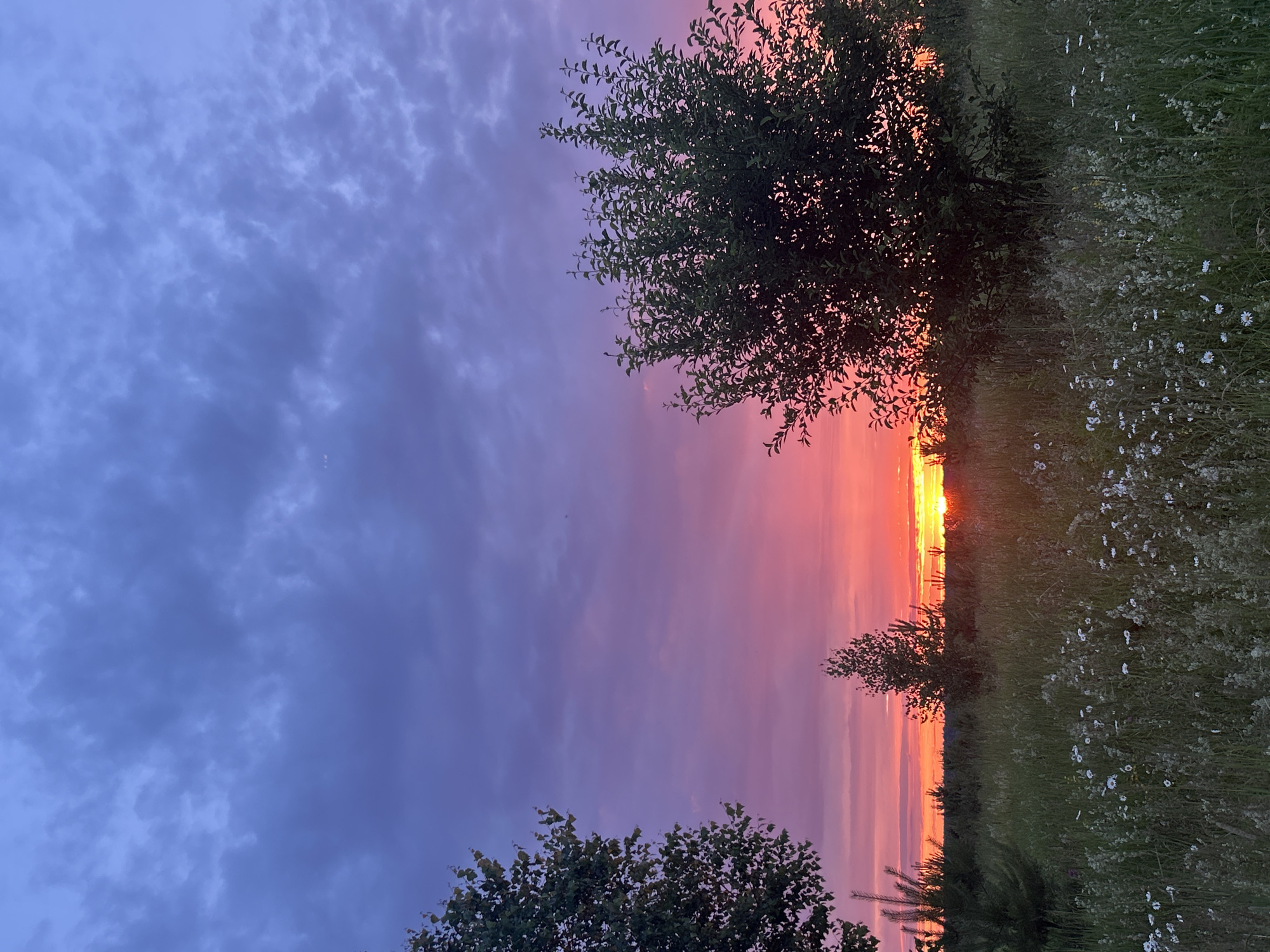 The image depicts a landscape at dusk, likely in or near Kadryakovo, Russia, characterized by a vibrant sky and natural elements. The sky transitions from a deep, cloudy blue at the top to shades of purple and intense pink and orange near the horizon, indicating a sunset. The sun itself is partially visible, a bright yellow-orange orb low on the horizon, its light casting a warm glow.
In the foreground, a grassy field is dotted with numerous small white wildflowers and taller green grasses. To the left, the silhouette of a deciduous tree with dark leaves is visible. On the right, a larger, dense deciduous tree with dark green leaves stands prominently. Between these larger trees, in the middle ground, are several smaller evergreen trees and a single deciduous tree, all silhouetted against the colorful sky. The terrain appears to be relatively flat, with a distant treeline forming the horizon behind the field. There are no people or animals visible in the scene, and the overall atmosphere is one of natural tranquility.