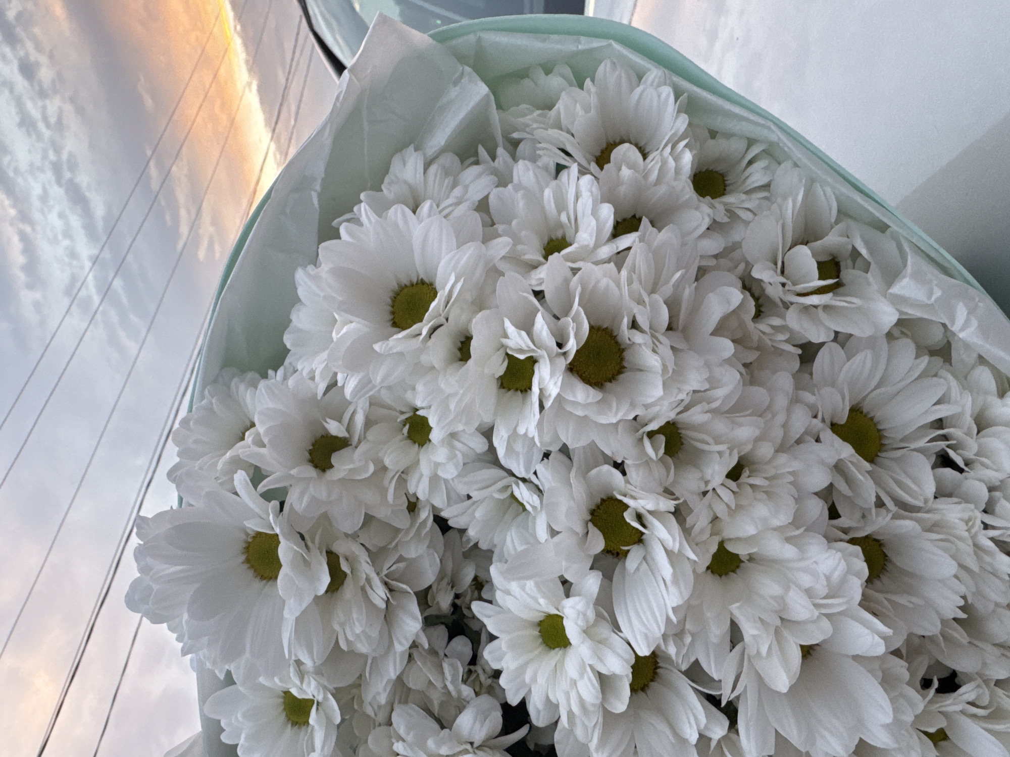 The media file displays a close-up, overhead shot of a bouquet of white chrysanthemums. The flowers are densely packed, with many fully bloomed petals surrounding a yellow-green center. The bouquet is partially wrapped in pale green paper. In the background, the sky is visible, with soft clouds illuminated by a warm, golden light, suggesting either sunrise or sunset. Several thin, dark lines, possibly power lines or wires, are present in the sky. The overall impression is peaceful and serene. There is no visible text in the image.