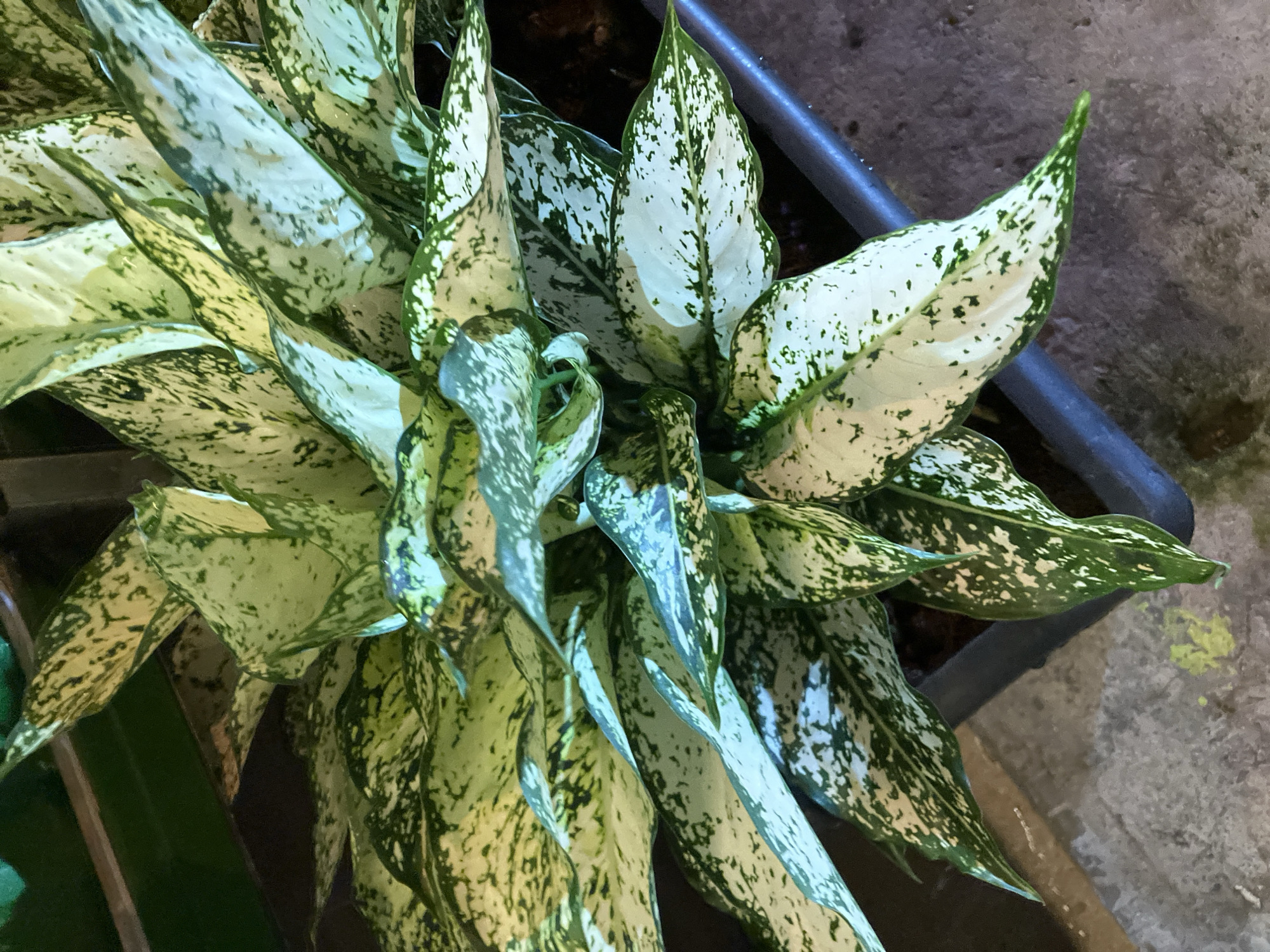 The image shows a close-up, overhead view of a potted plant with large, variegated leaves. The leaves are predominantly green and white, with irregular splotches of dark green and cream. The plant is housed in a dark, rectangular plastic planter. The planter is positioned on a textured, concrete-like surface. In the upper left portion of the image, a dark brown, wooden shelf or surface is visible, with a hint of a vibrant green object above it, possibly another plant or decorative item. The overall lighting suggests an indoor or shaded outdoor environment. There are no people or animals present in the image. The scene is devoid of any specific landmarks that would indicate a precise location within Nha Trang, Vietnam. The focus is entirely on the botanical subject and its immediate surroundings.