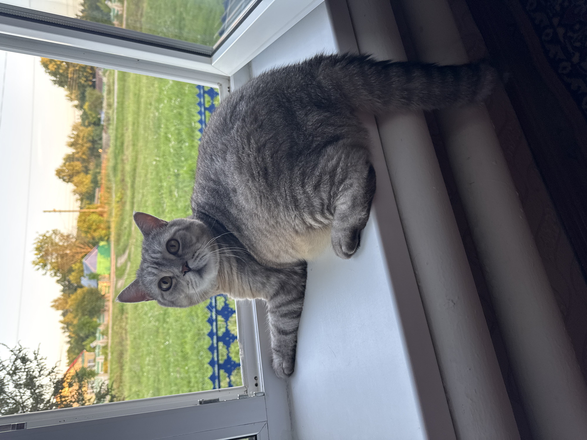 A grey tabby cat is sitting on a white windowsill, looking at the camera. The cat has green eyes and is facing the viewer. Behind the cat, through the open window, is a green field with trees and houses in the distance. The sun appears to be setting, casting a warm glow on the scene. The cat's tail is hanging down the side of the windowsill.