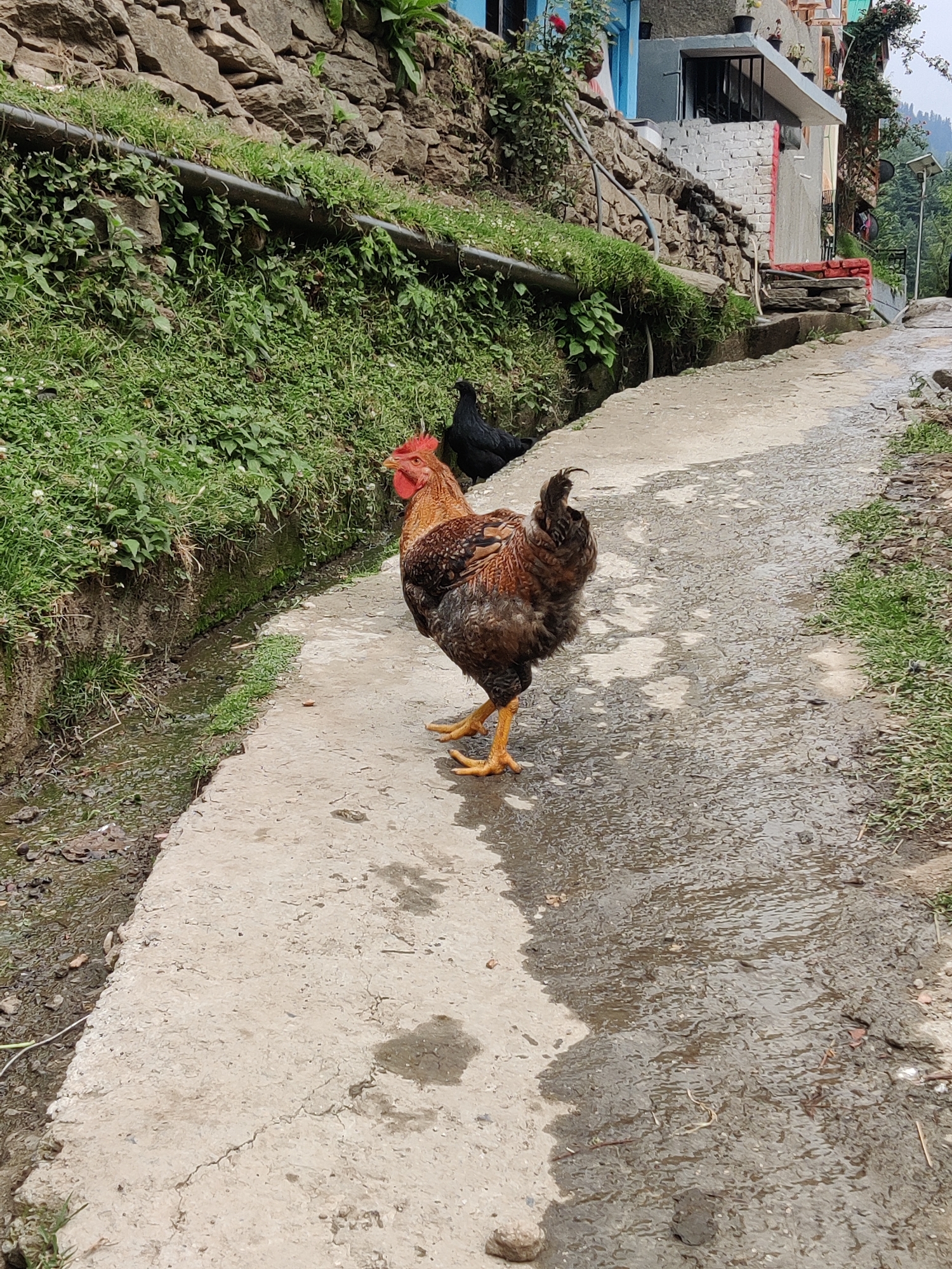 A rooster stands on a wet, concrete path in Vashisht, India. The rooster is facing right, with its head turned to the left. It has a reddish-brown body and a black tail. The path is lined with a steep, grassy embankment on the left and a continuation of the path on the right. In the background, there are stone walls, buildings, and lush green vegetation. Another chicken, black in color, is partially visible on the grass to the left of the rooster. The scene appears to be in a rural or semi-urban area, possibly a village or small town. The wetness of the path suggests recent rain or water flow.
