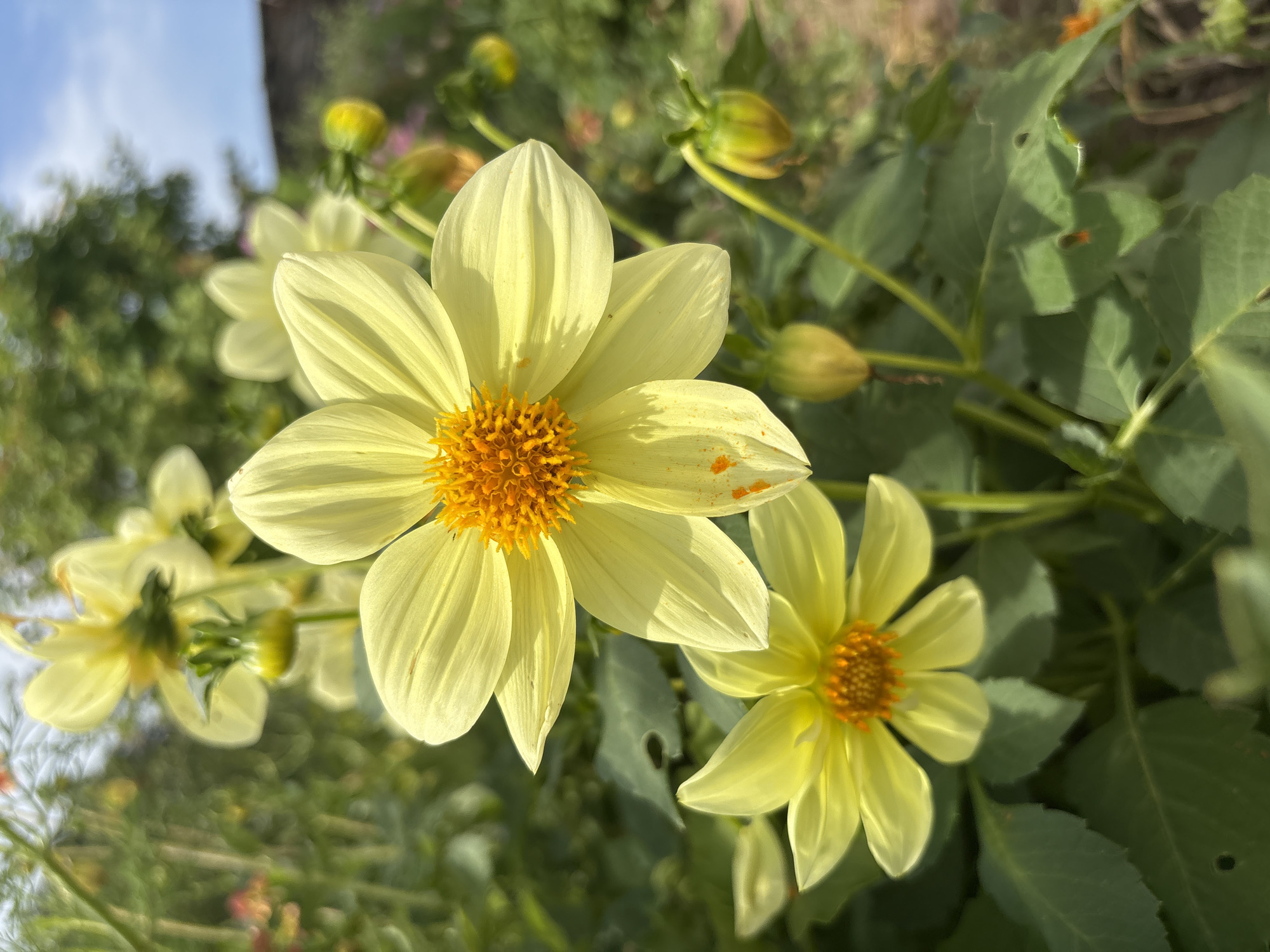The image showcases a close-up view of two yellow dahlia flowers in bloom, with a shallow depth of field blurring the background foliage and sky. The larger flower, positioned prominently in the foreground and slightly off-center to the right, displays delicate, pointed petals radiating from a vibrant orange and yellow central disk. Some subtle reddish-orange speckles are visible on its petals. Below and to the left, a smaller, similar dahlia is also in bloom, with its orange center peeking through. Several unopened green flower buds are scattered throughout the frame, some hanging downwards and others pointed upwards. The leaves of the dahlia plants are a deep green and appear slightly weathered, with some small holes evident. In the background, out-of-focus greenery and a hint of a stone wall suggest an outdoor garden setting. The sky above is a clear blue, with soft sunlight illuminating the scene. The image appears to have been taken in the village of Bolshelug, Russia, given the context provided.